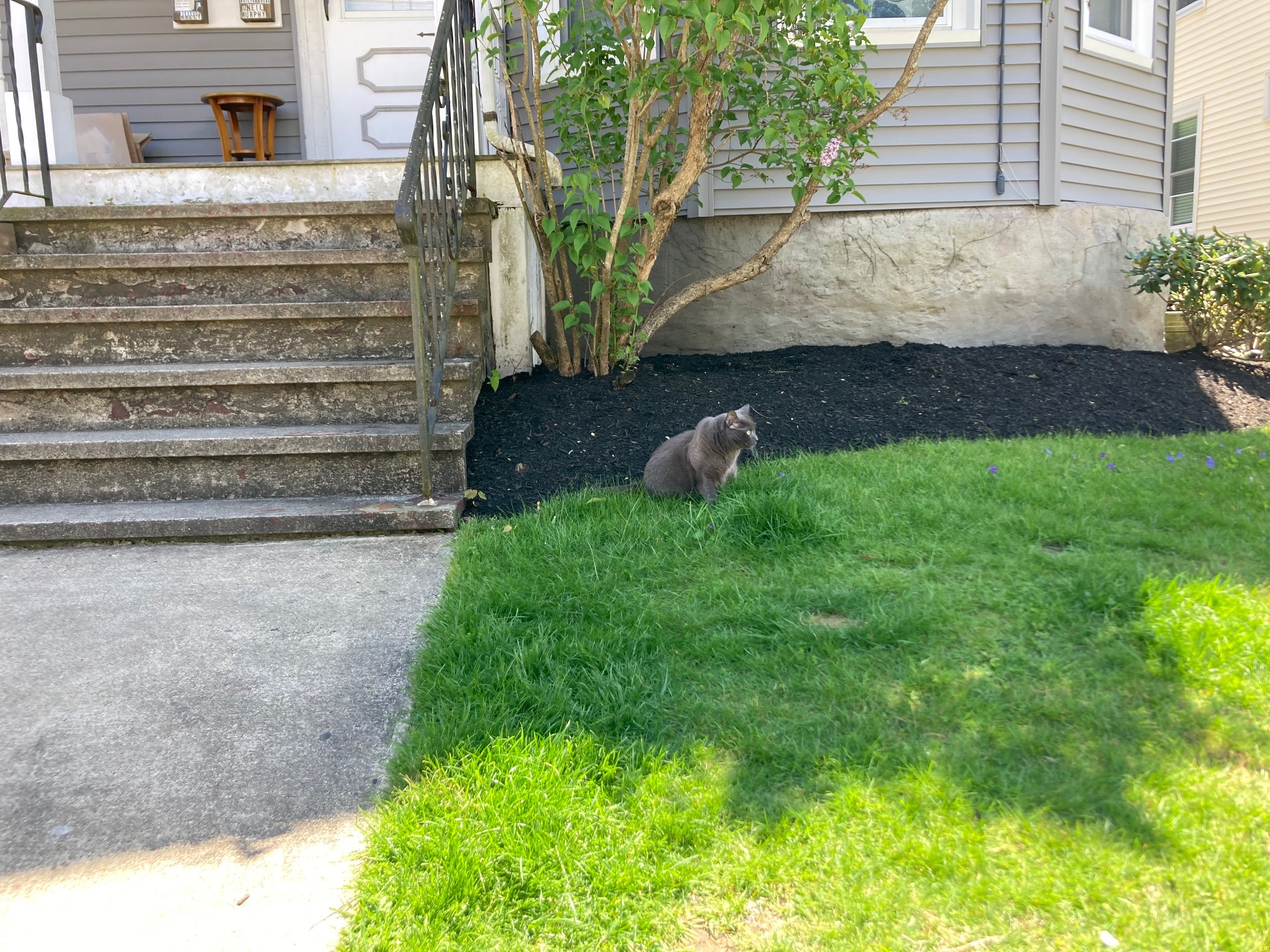Cat on lawn