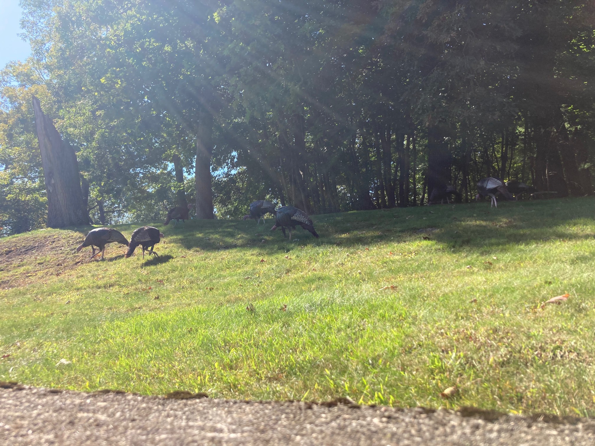 Grave Turkeys in force.