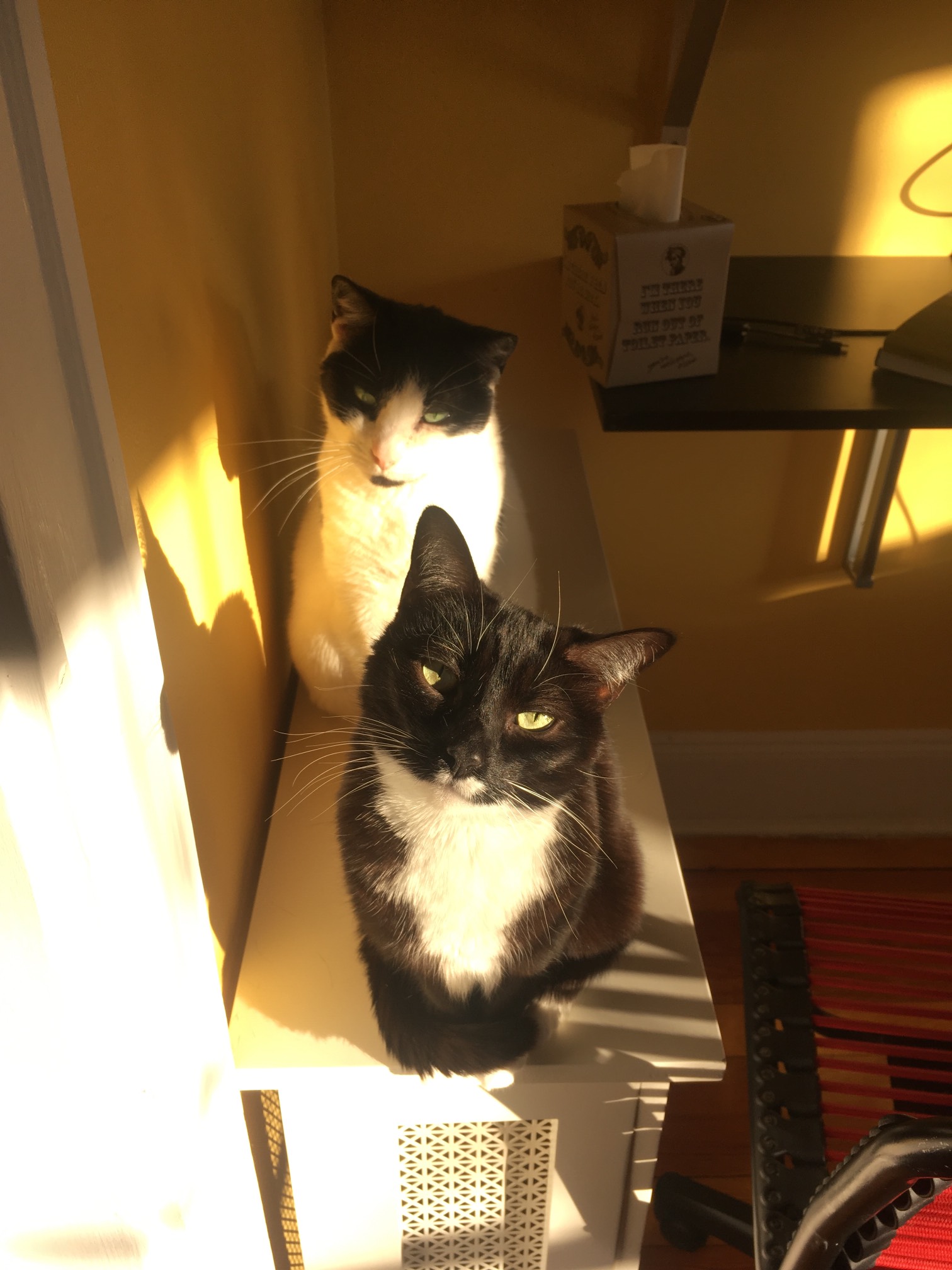 The sun and radiator spot is worth the most cat points. 