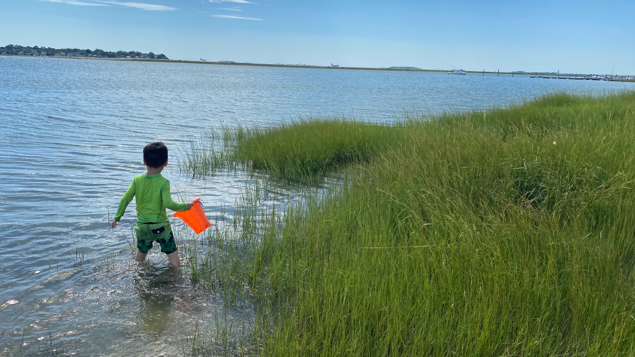 The grass of the sea
