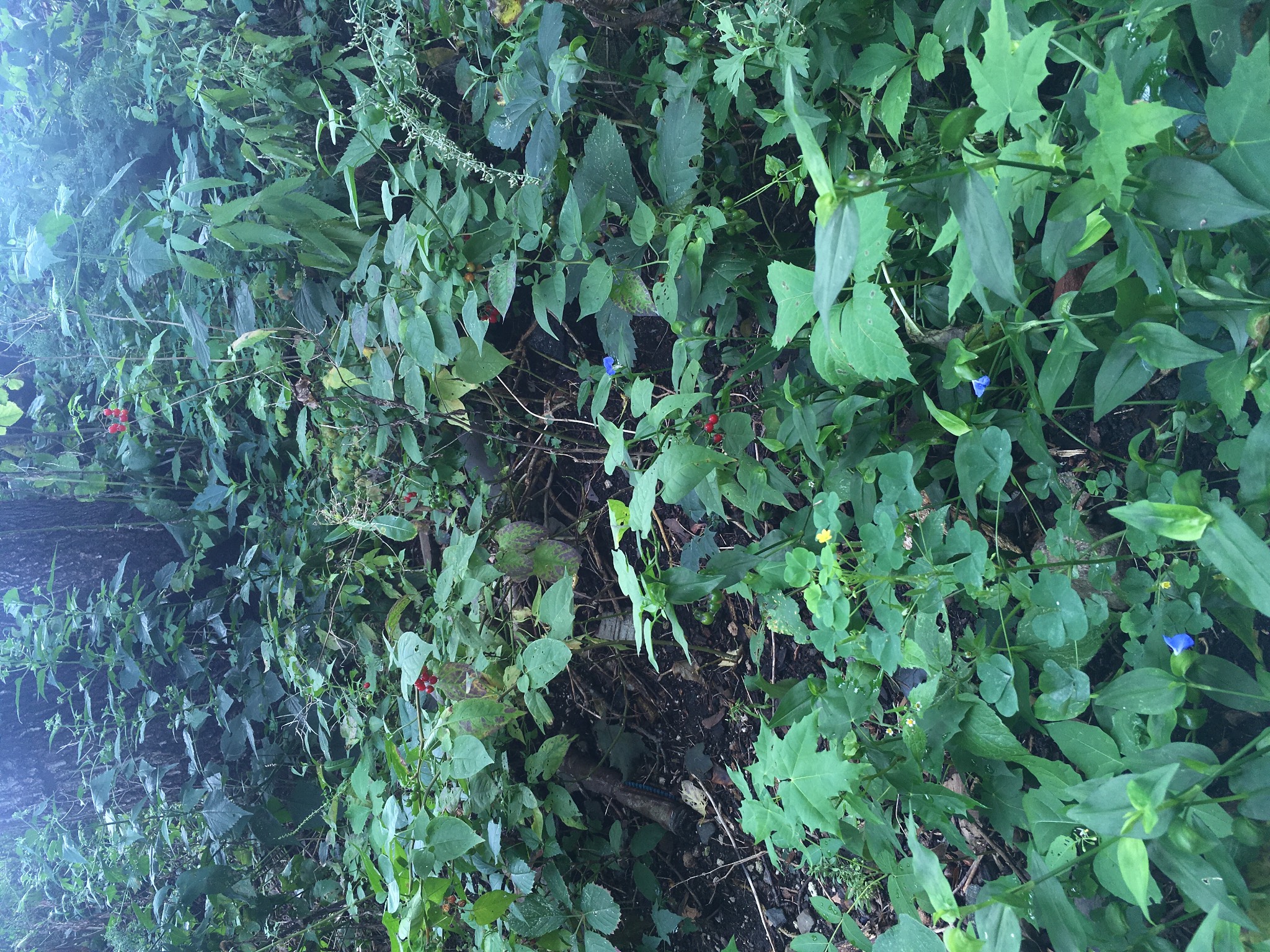 Cool secret berries, either delicious or poison.