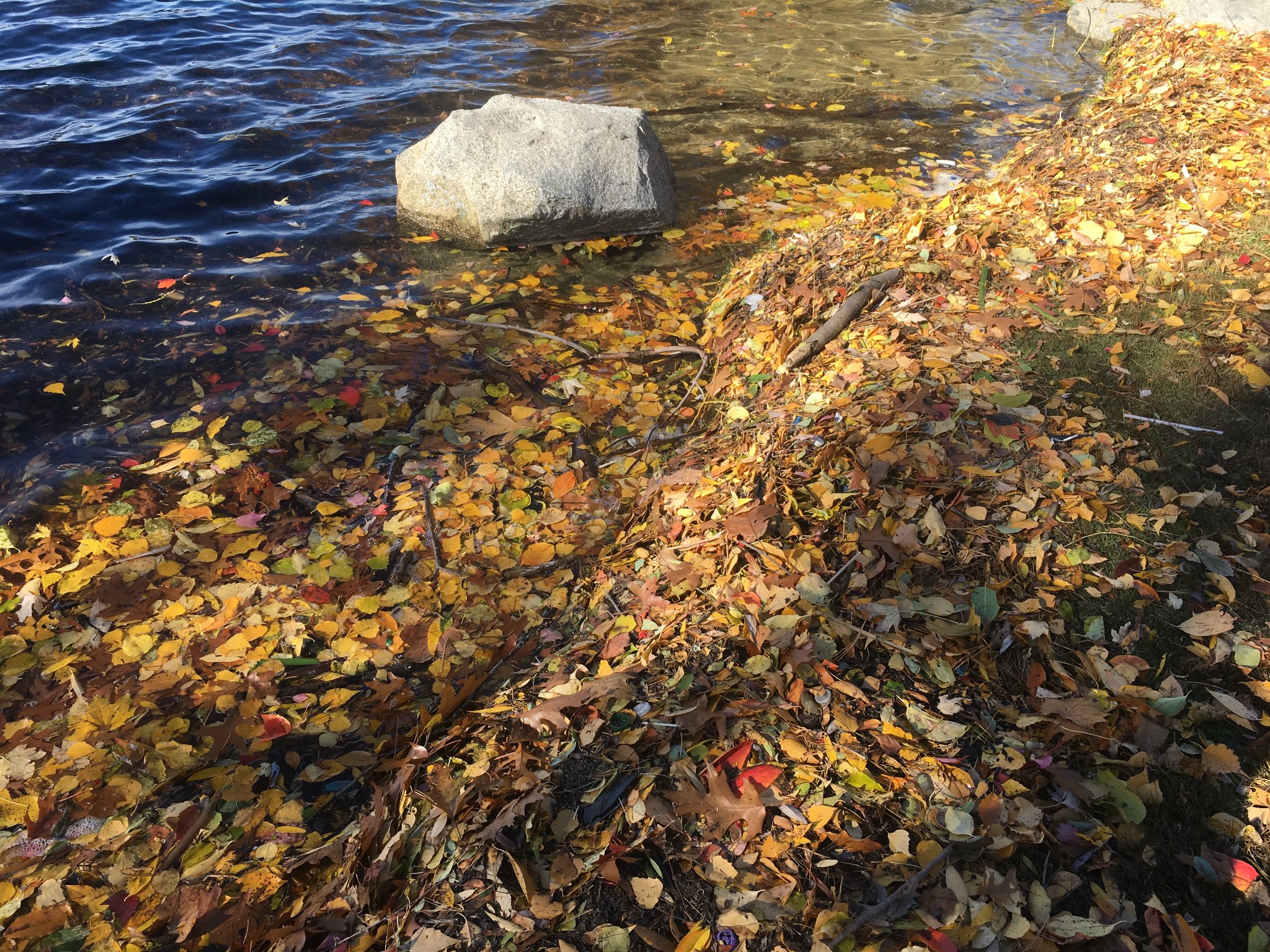 I like these waves of dead leaves. 