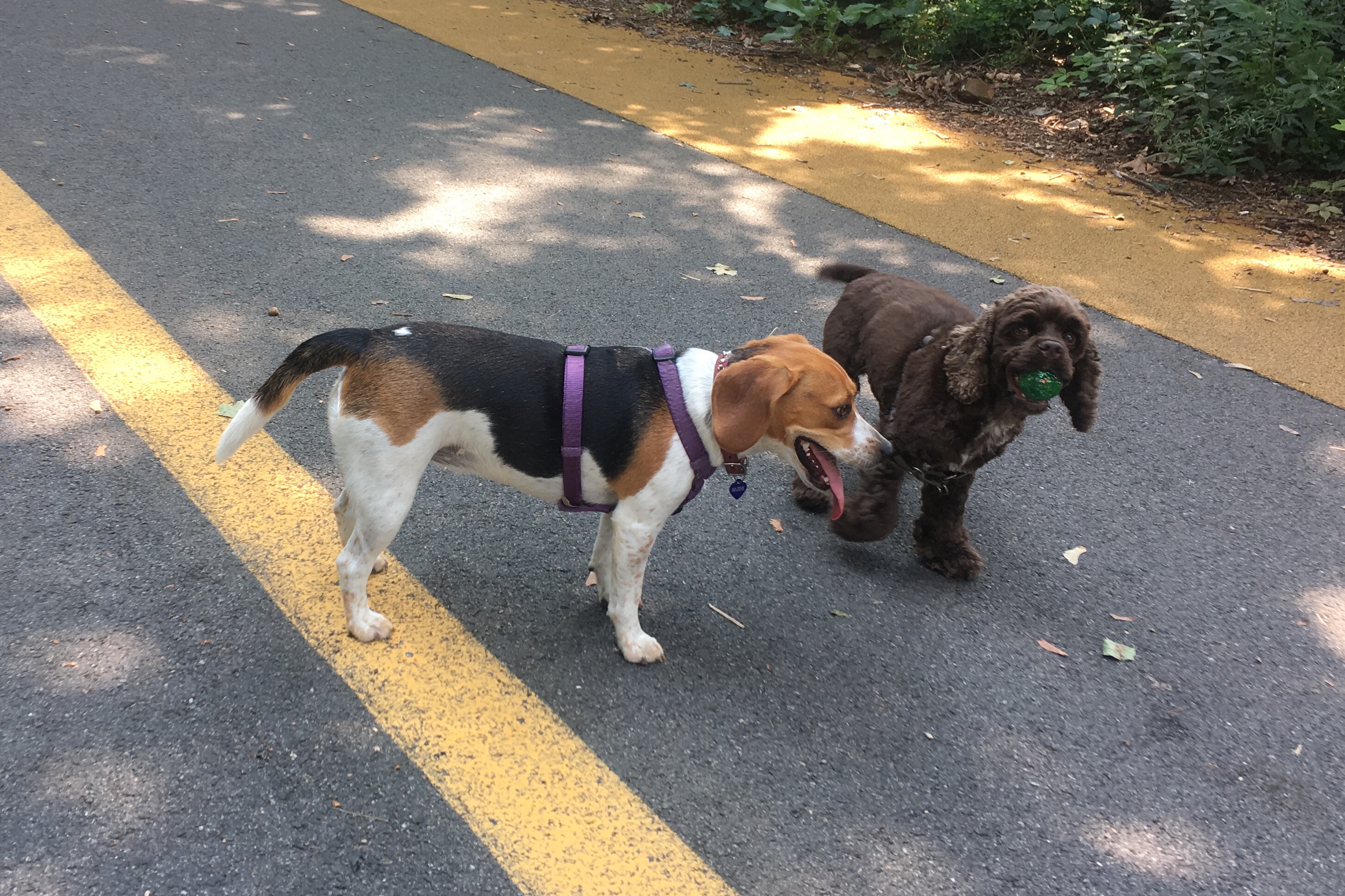 Came across some dog pals hanging together, but in a very chill fashion!