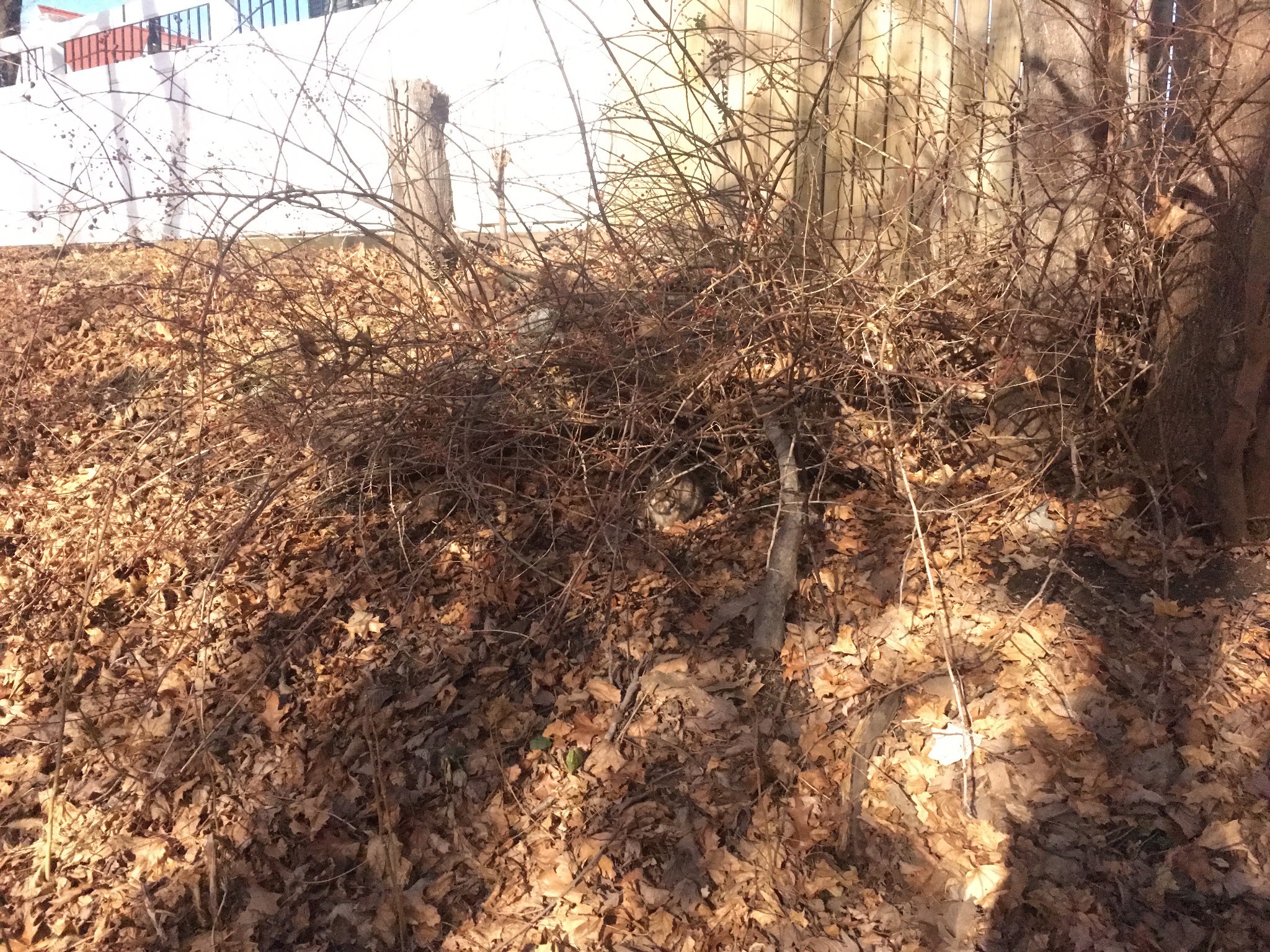 10-4-4-4-4! I'm back! Well, for today at least. It's nice and crisp out, if you've got layers on.<br