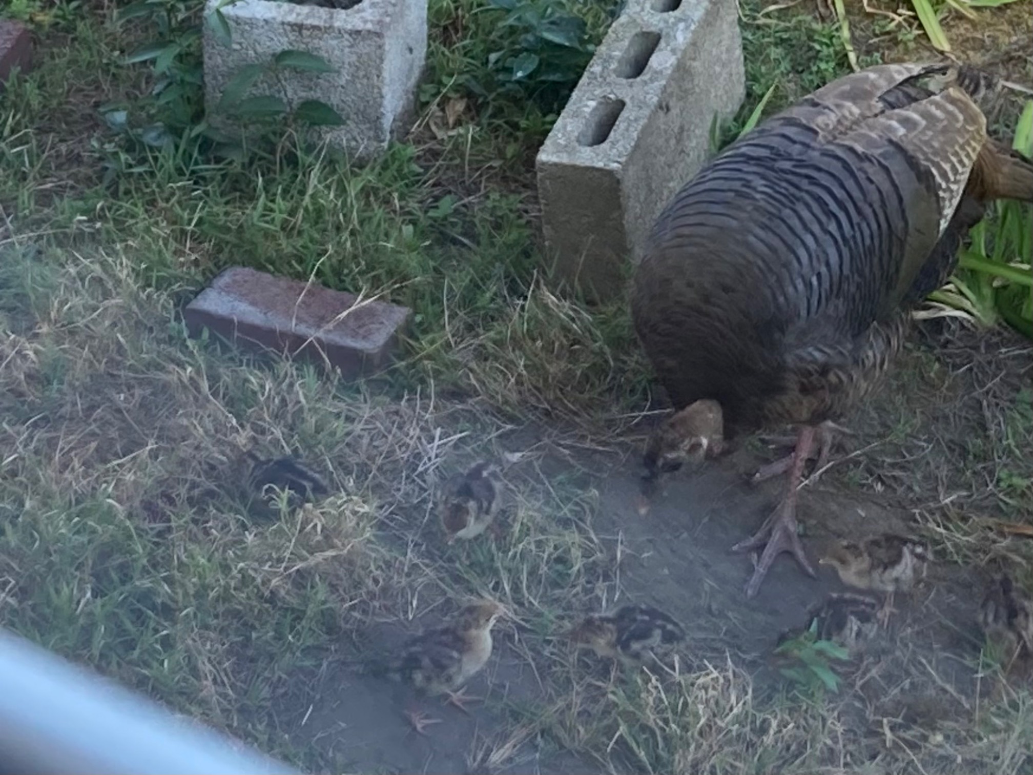 A bunch of baby turkeys and their mom have been in our yard for a few hours. They’re still they’re now! I guess there’s a lot to graze on.The babies just look like slightly thick “regular birds.” I don’t think I could tell that they were babies or turkeys in isolation.