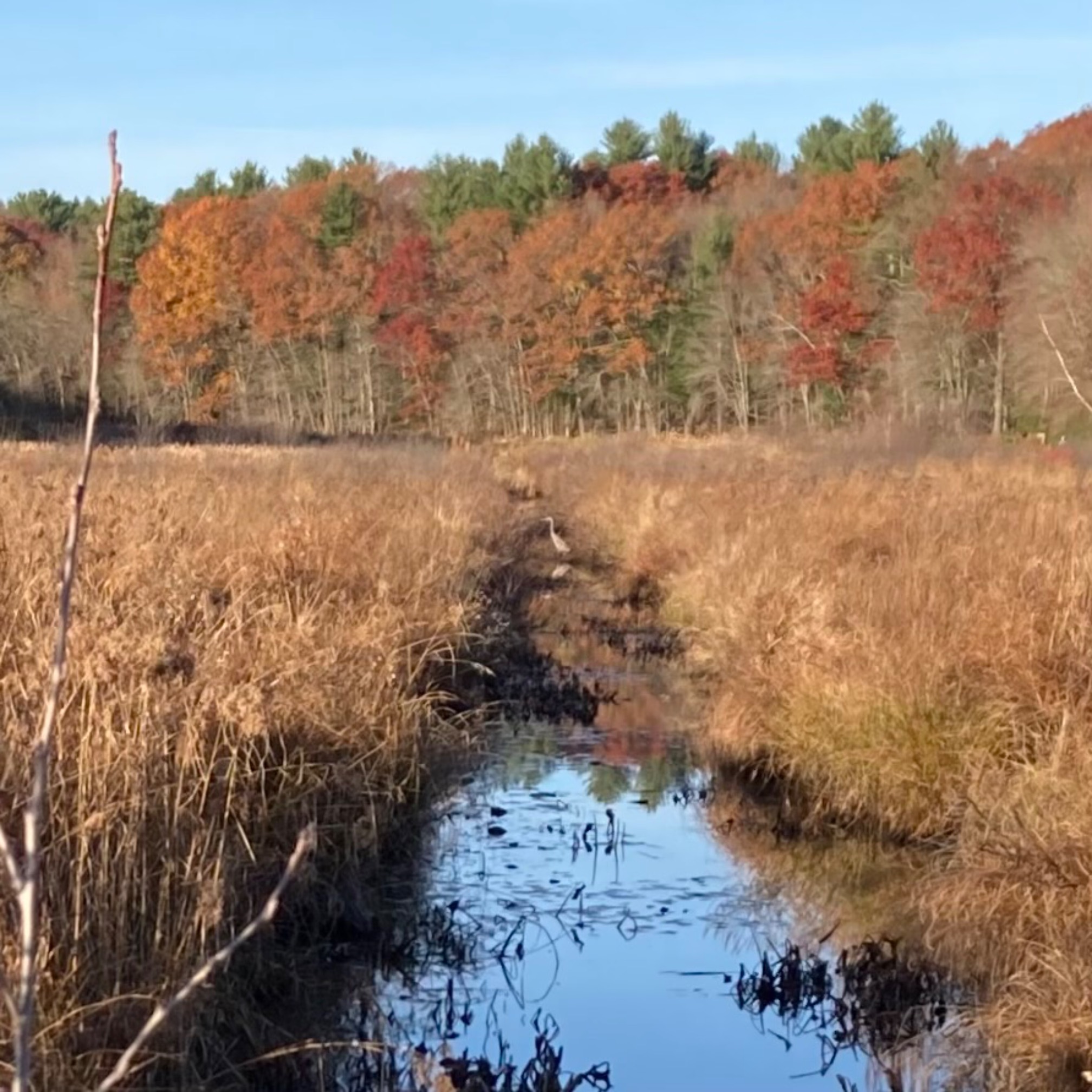 The heron of the bog! Well, one of them at least.