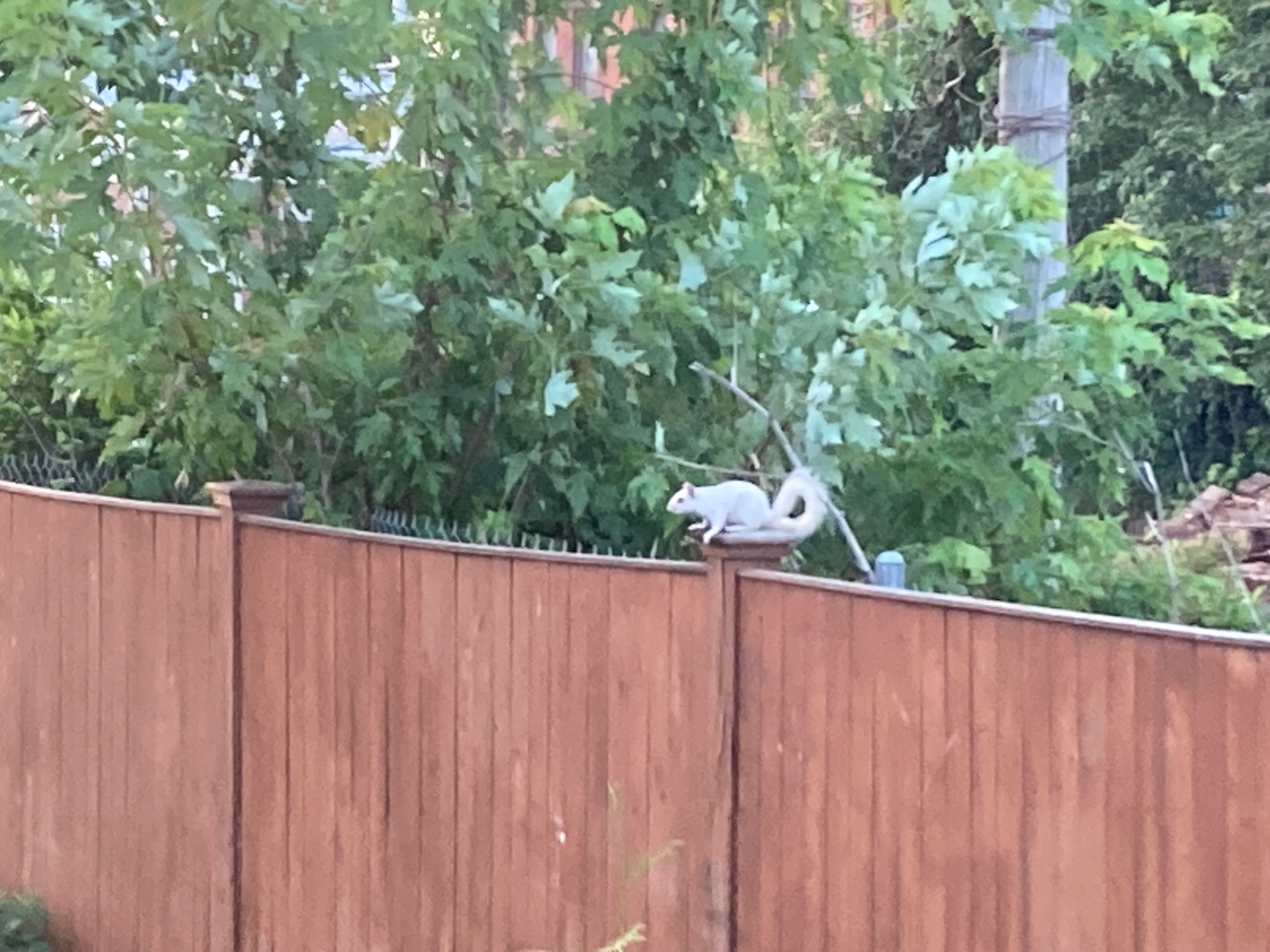 White squirrel on fence