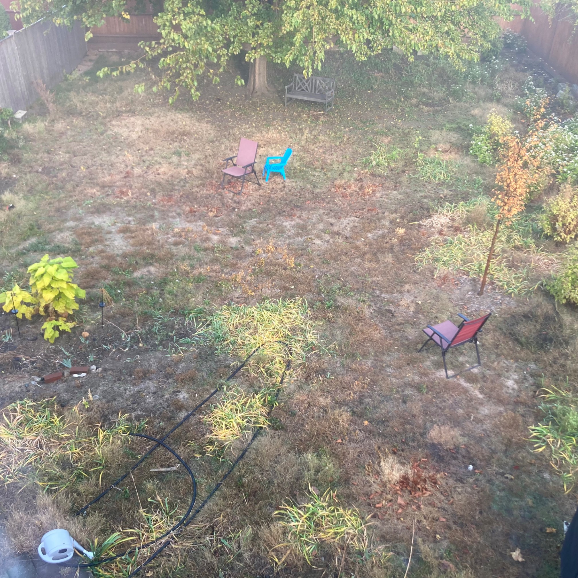 Backyard with yellow and brown plants