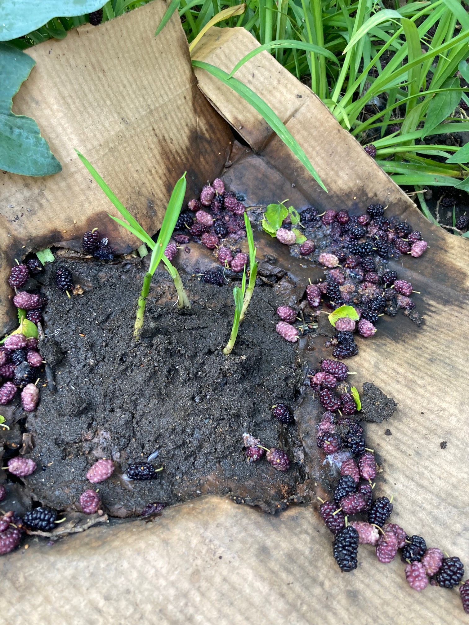 Life Finds a Way. The nutsedge actually busted through the cardboard, with the help of the rain.