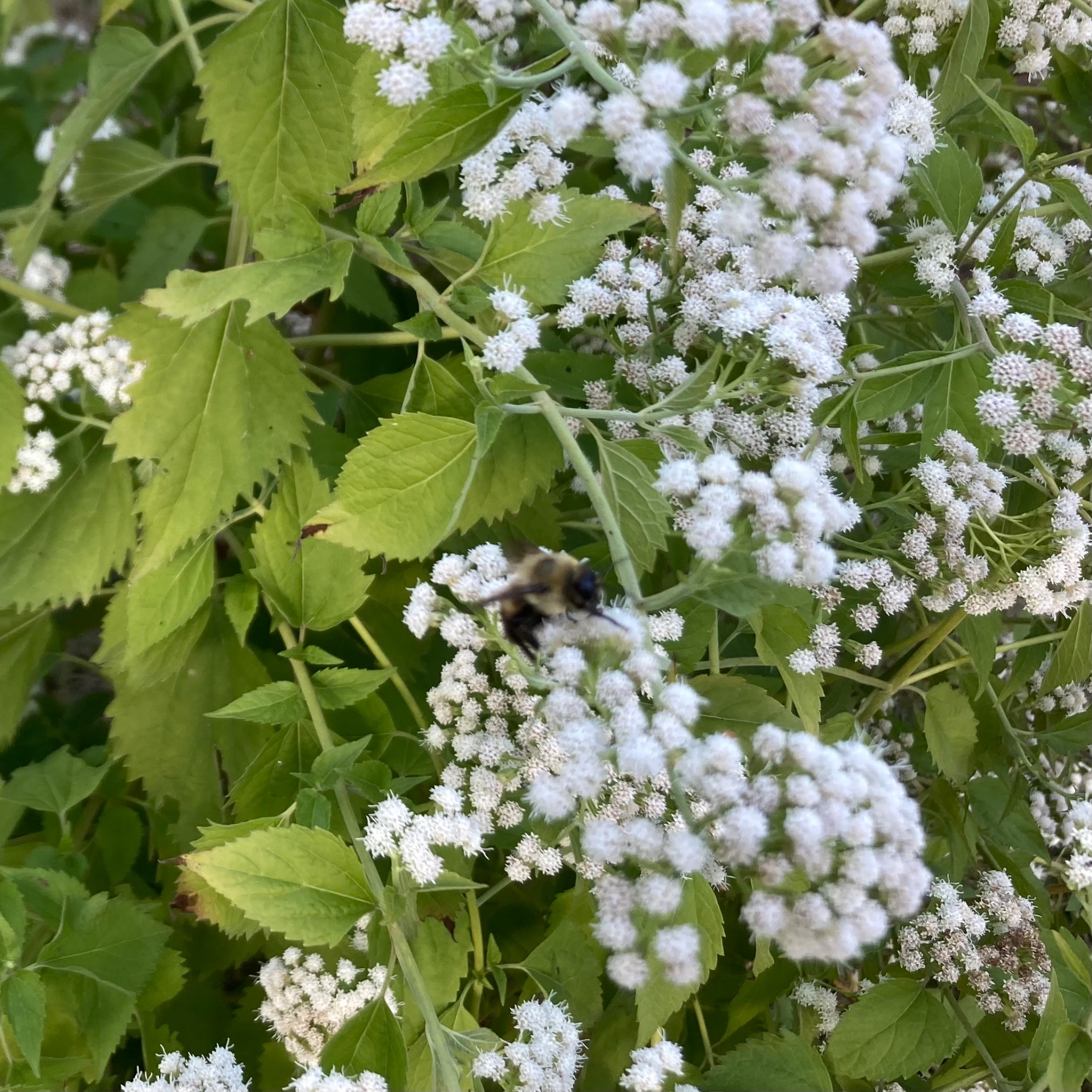 White bee on snakeroot flowers