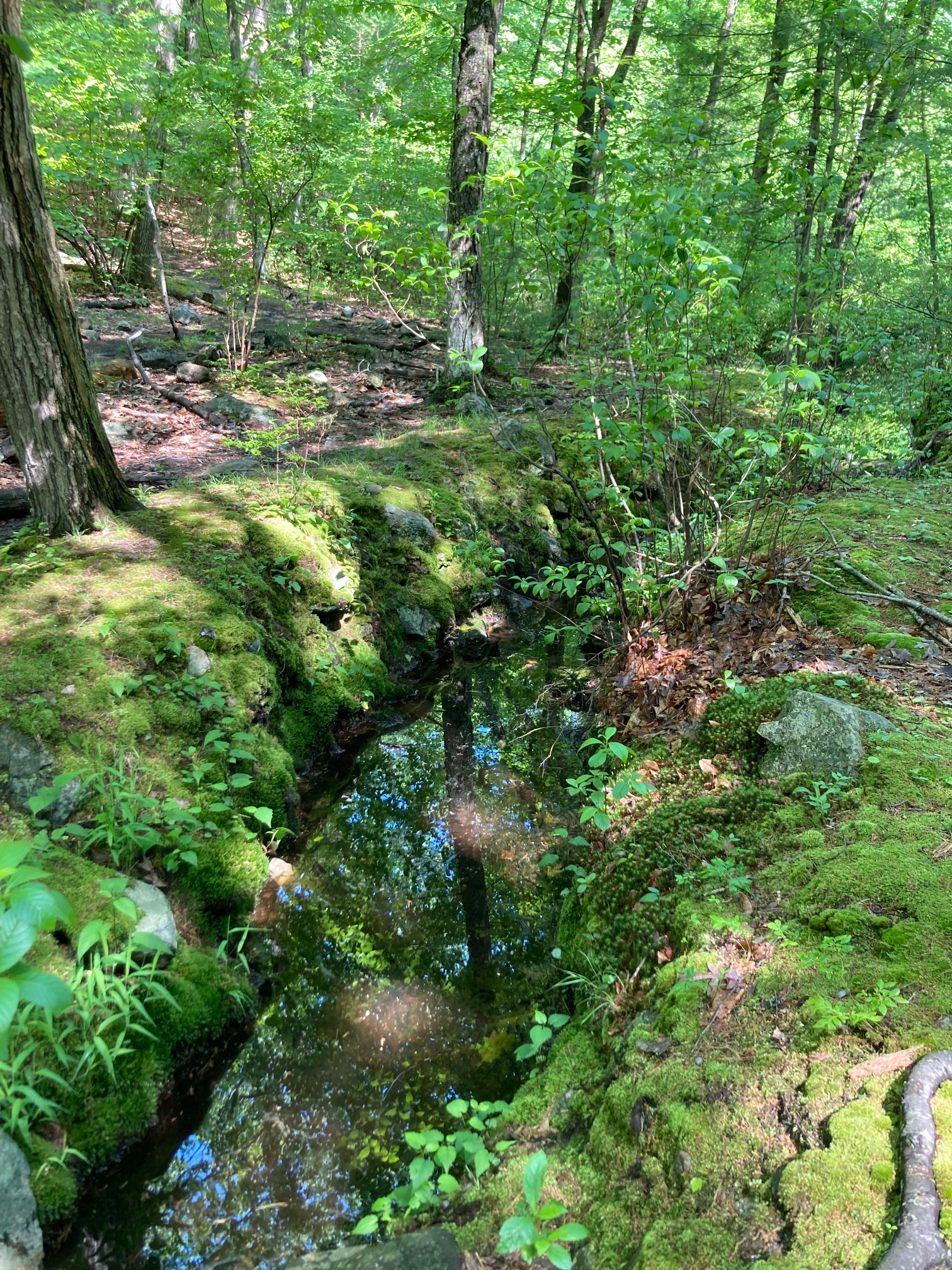 Moss-covered stream sides