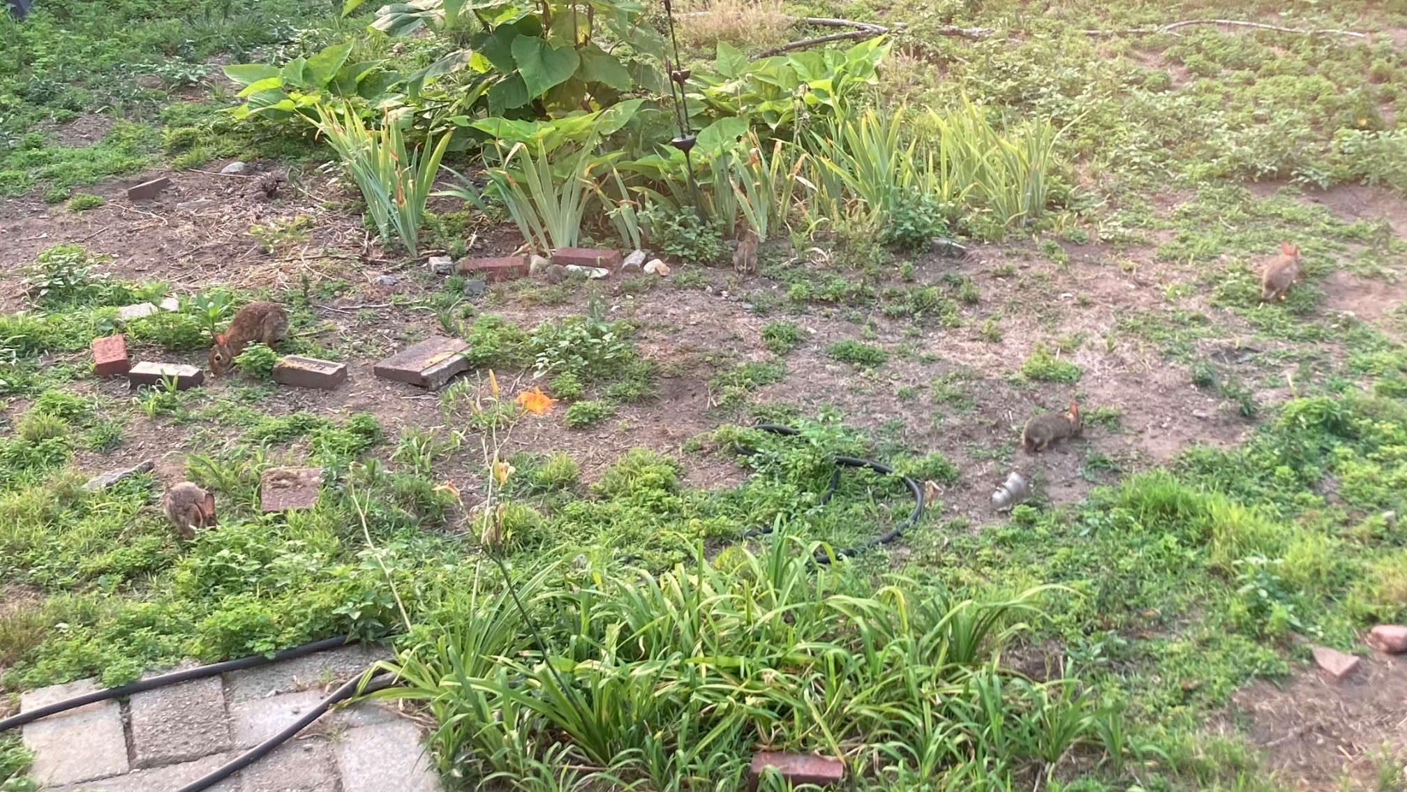 Four rabbits in a lawn