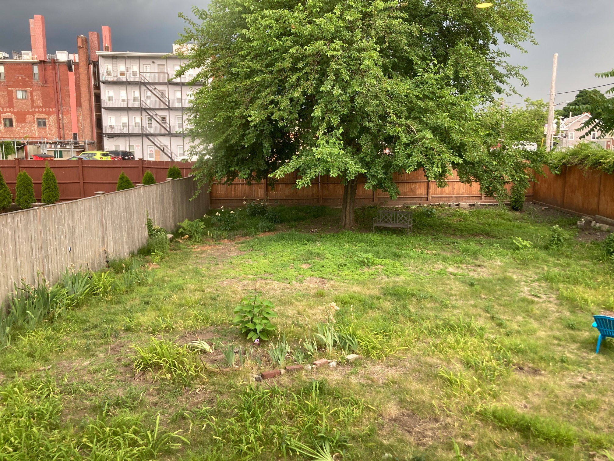 Backyard with squirrel