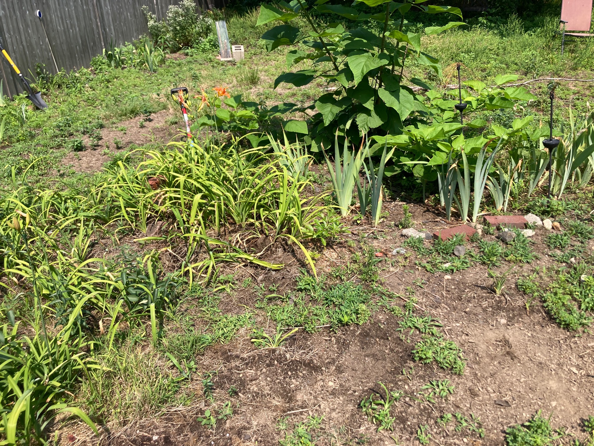 Yard with day lily patch