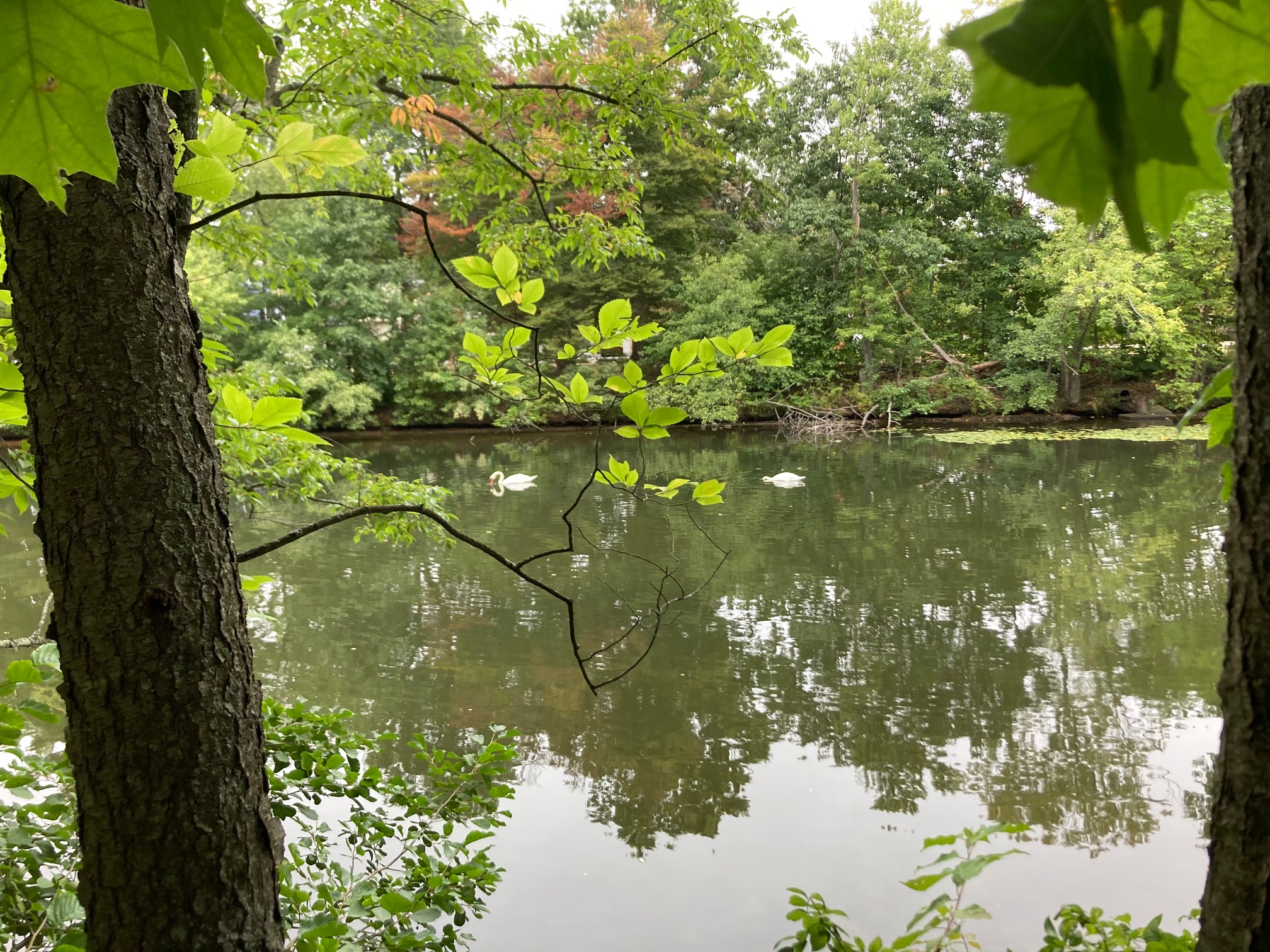 Swans on tree-bordered river