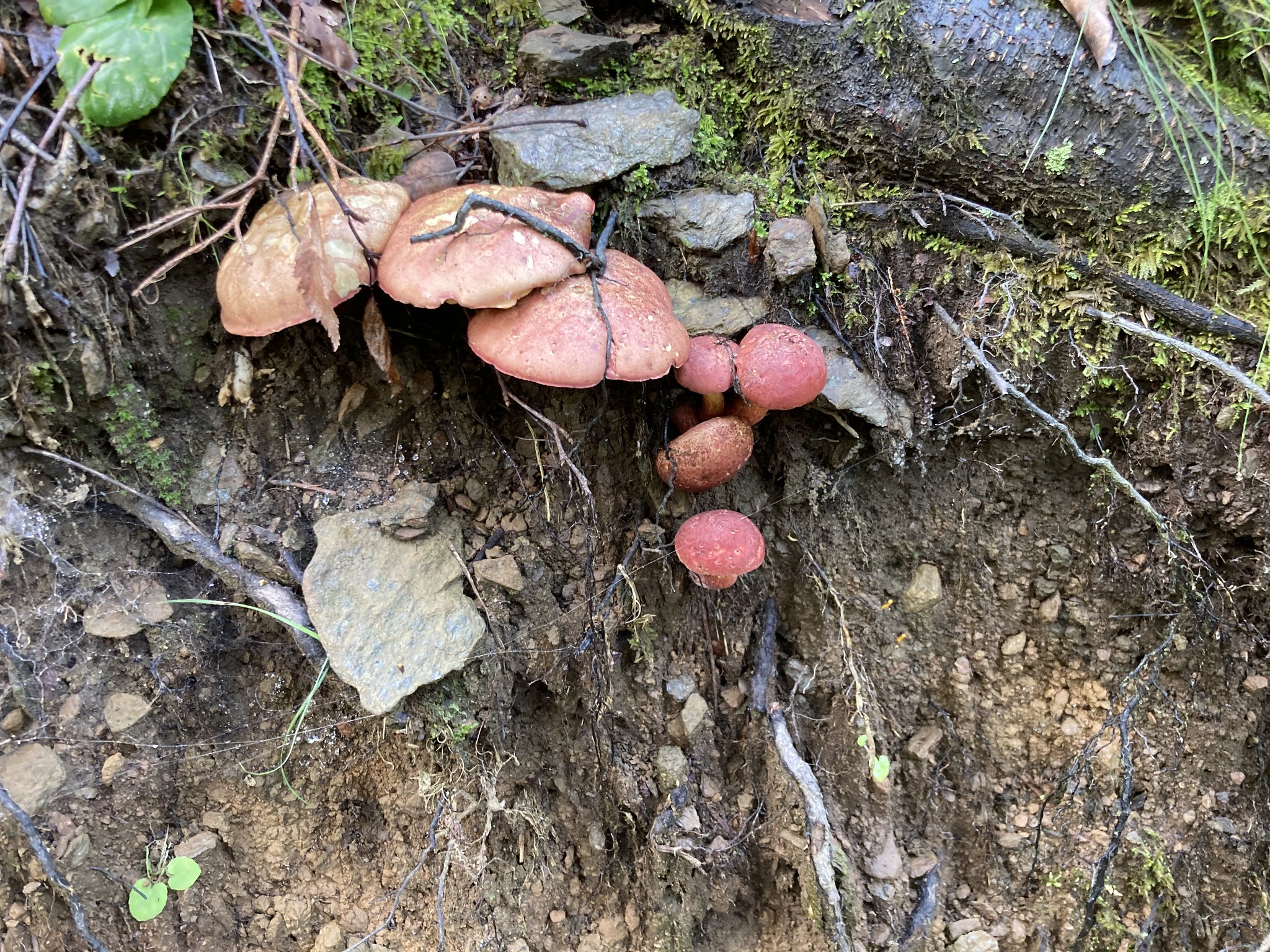 Red and orange mushrooms