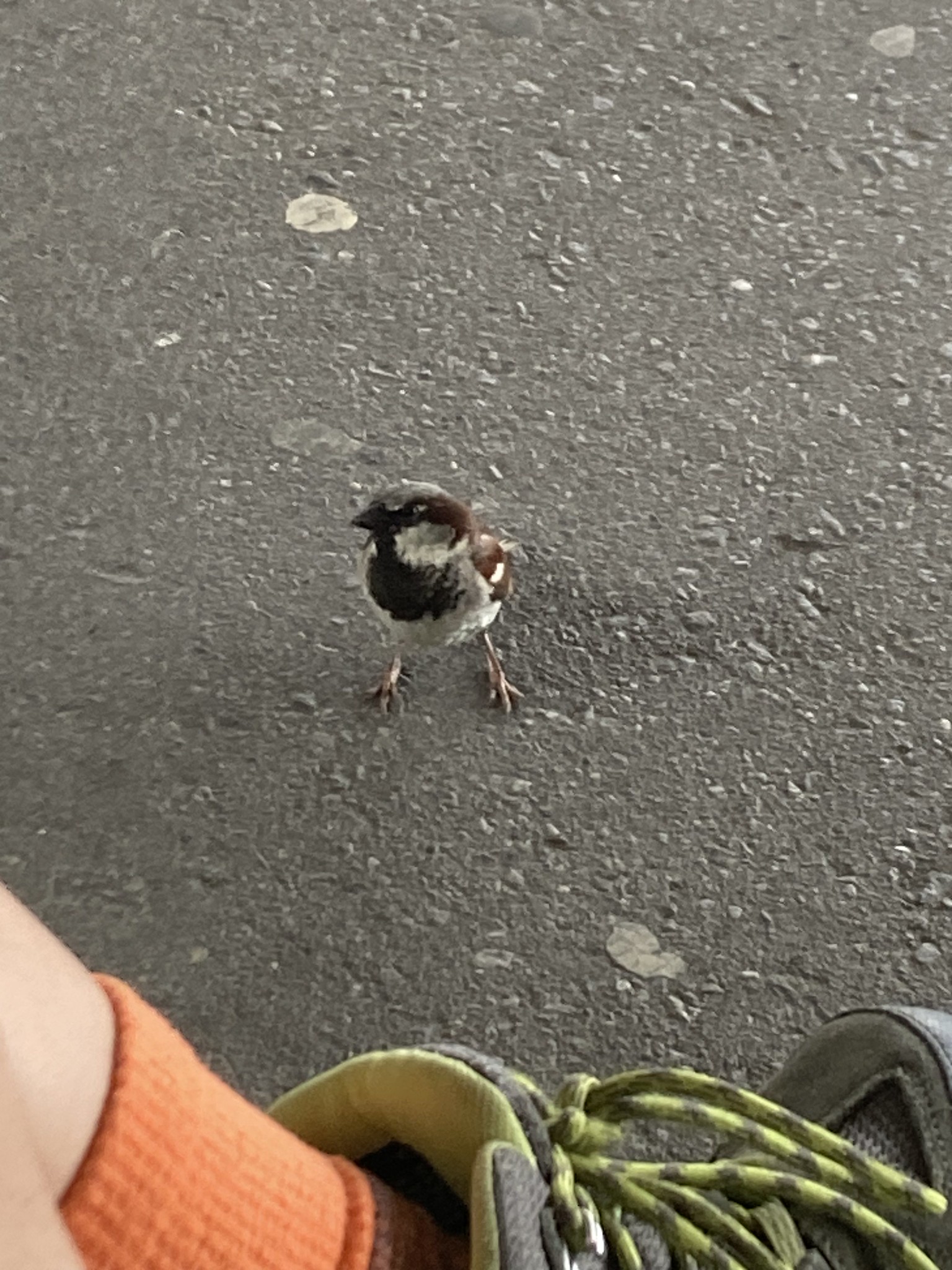 Bird near foot
