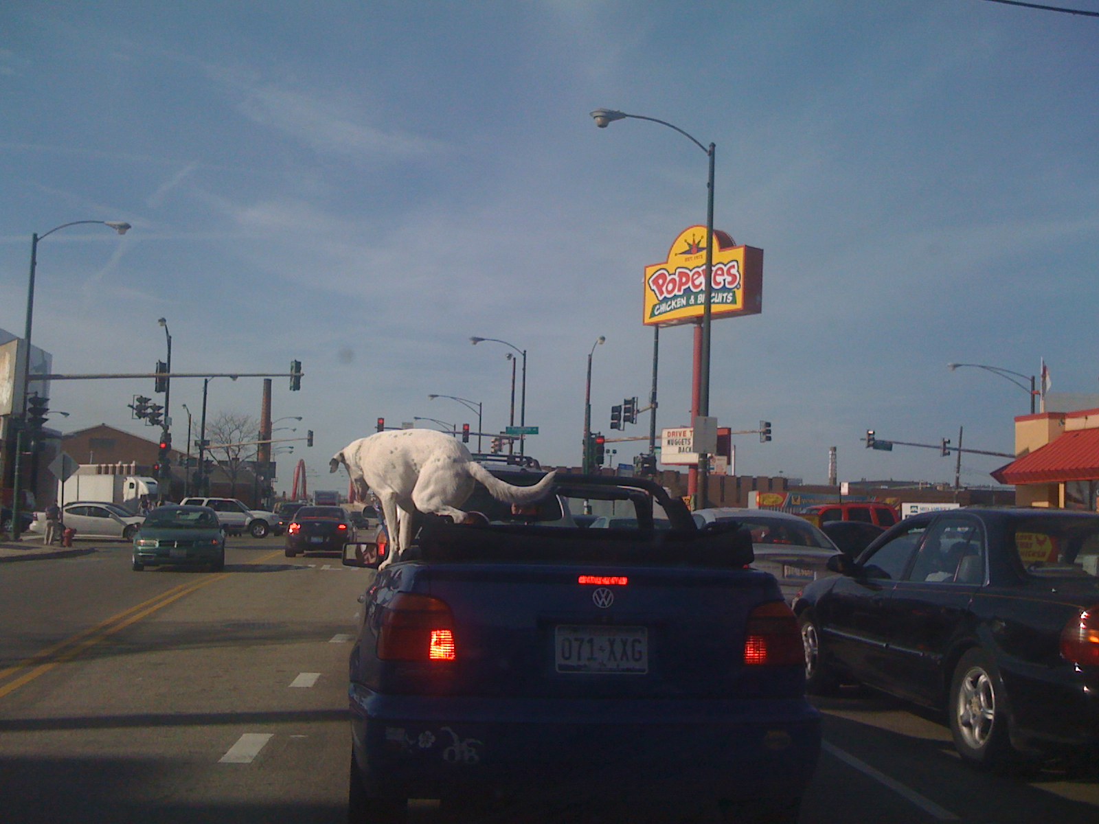 This dog was done.