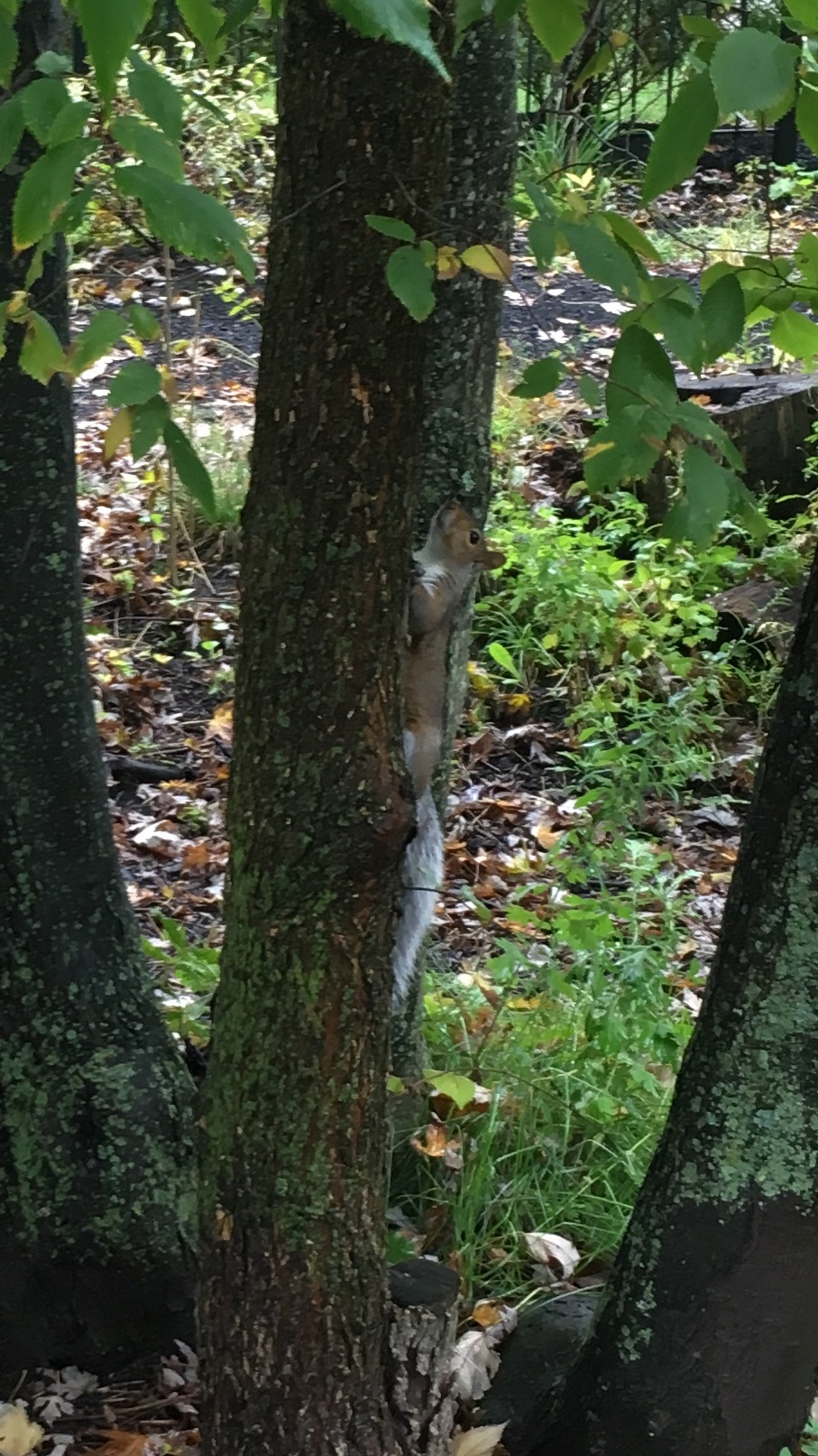 Today's subtle squirrel.