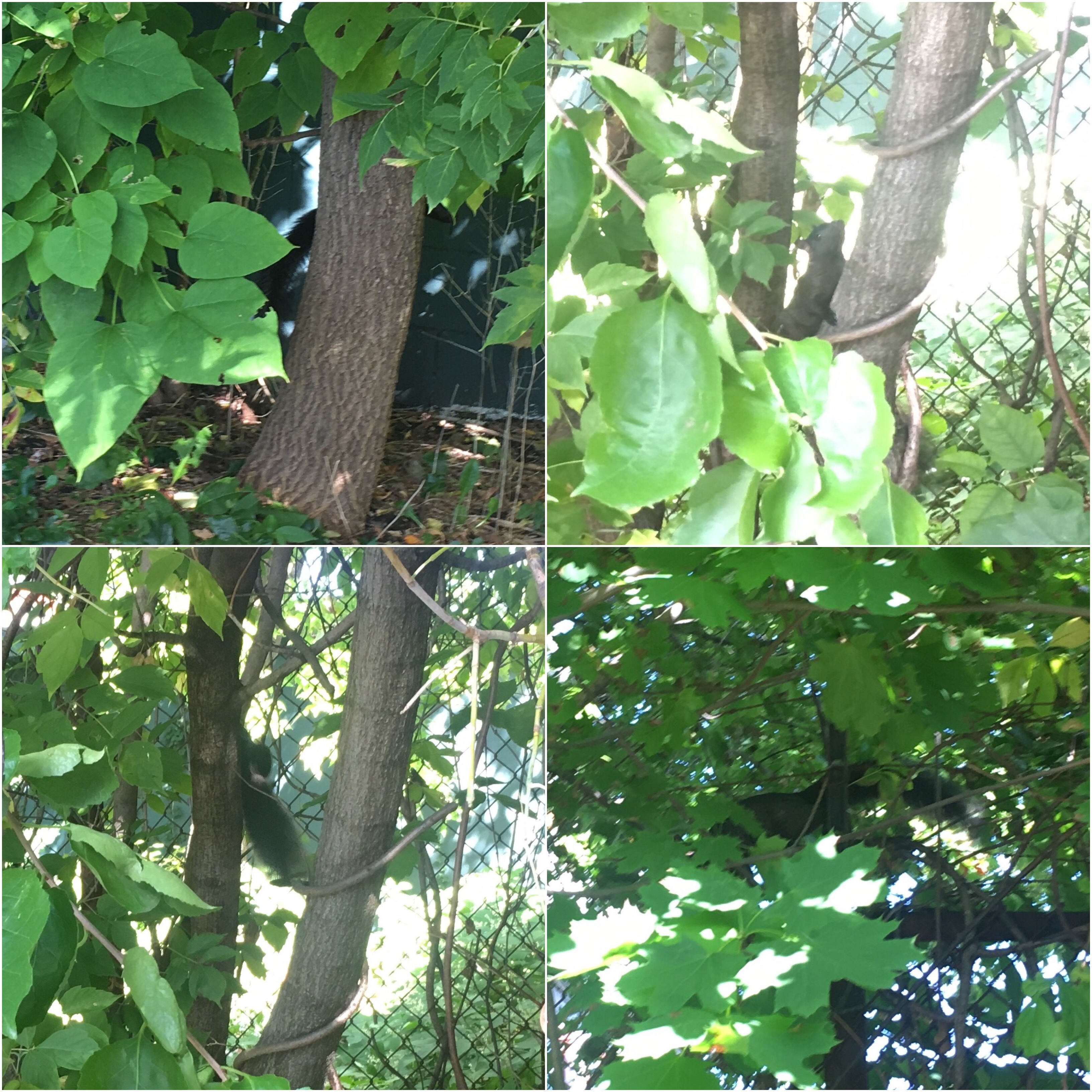Unfortunately, the photos I got were of the shitty quality level typical of cryptozoology, but I SAW
