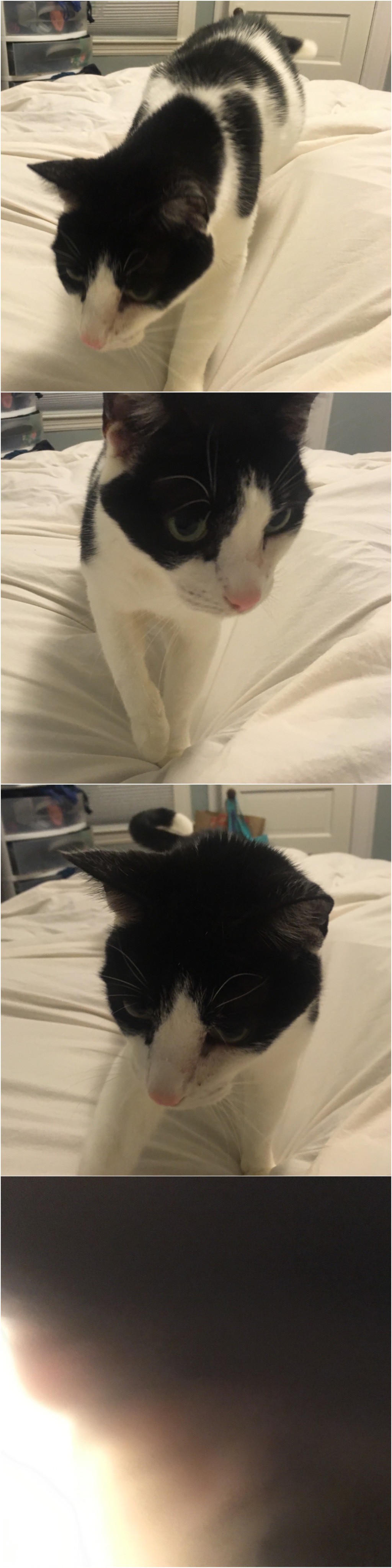 Bonus Cat approaches and keeps on approaching!
