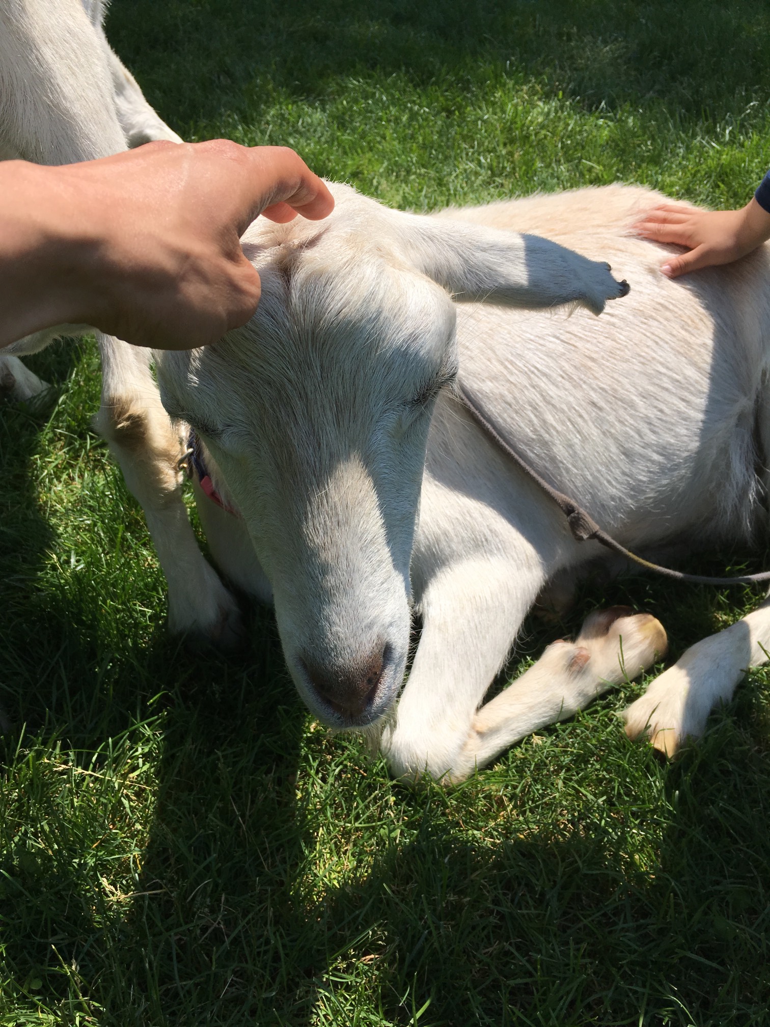 Also ran into goats!