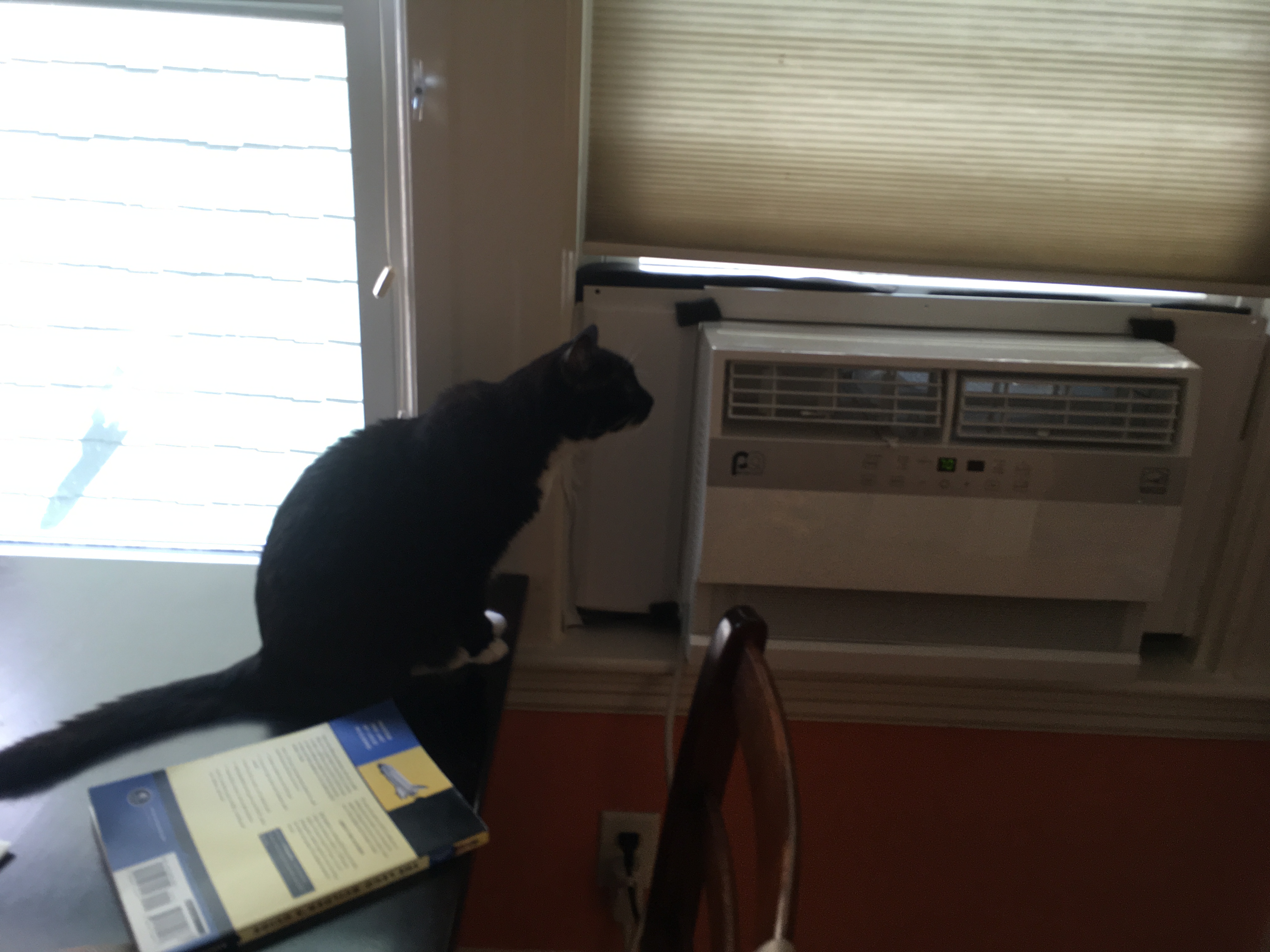 Dr. Wily is pro-AC. She always embraces strange new technologies before Bonus Cat does. 