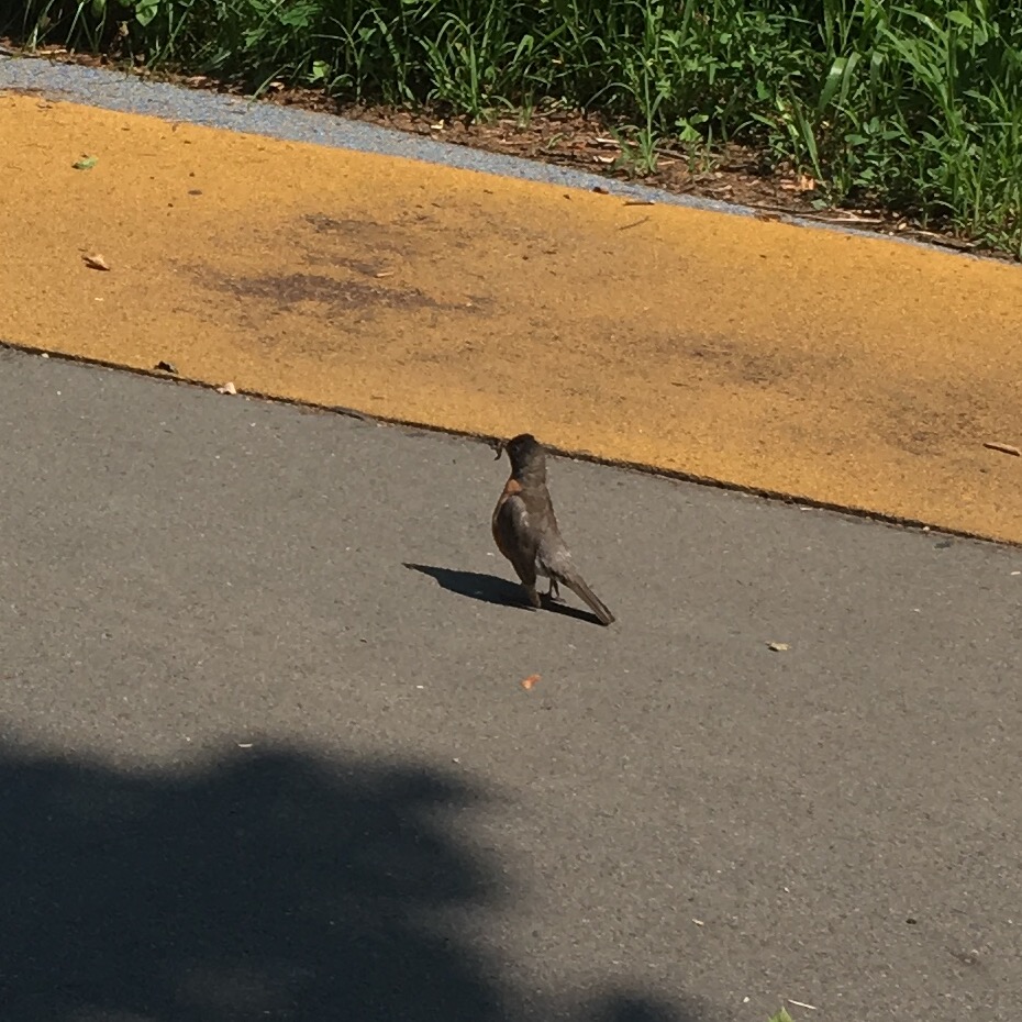 Once again, the near-noon bird has a worm.