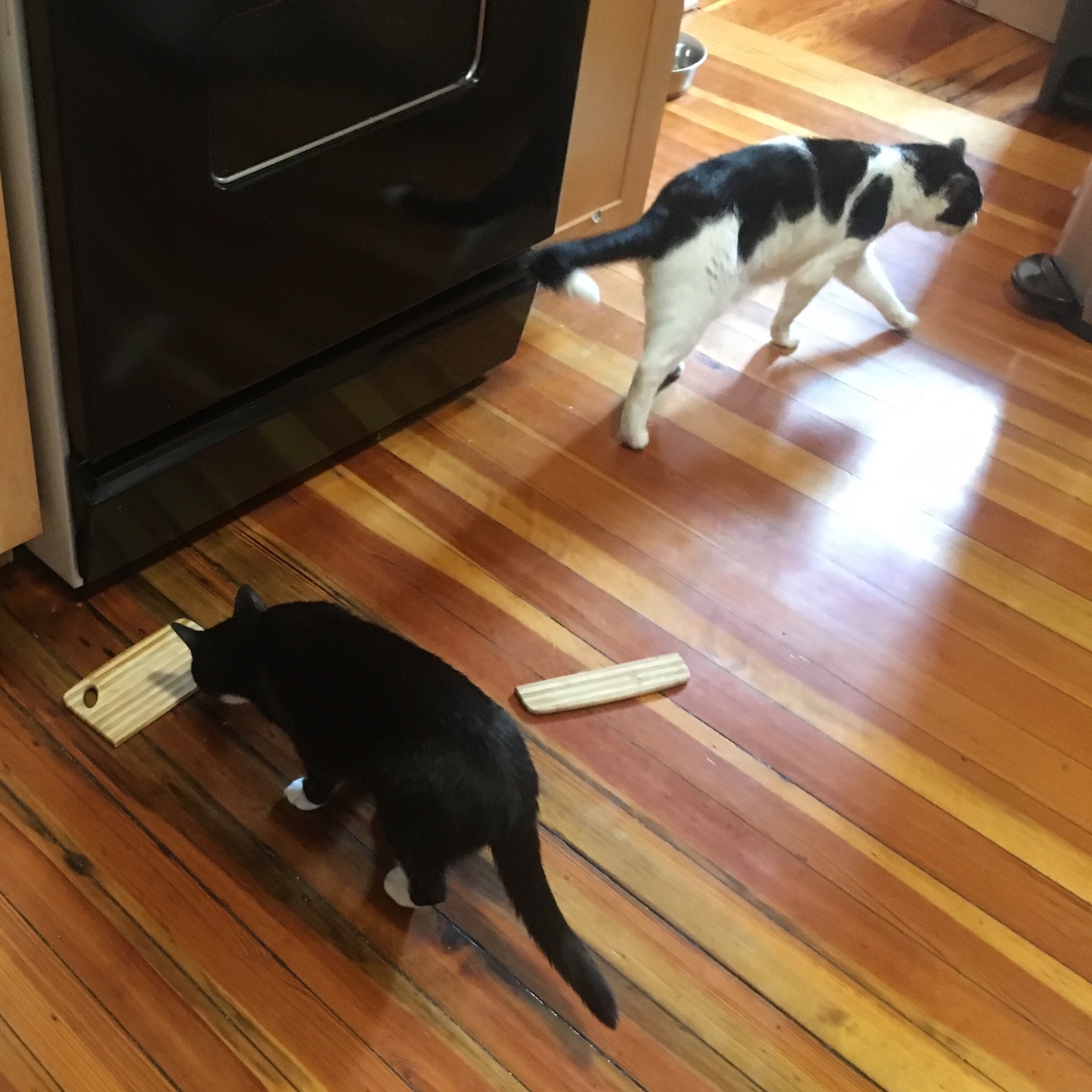 Bonus Cat broke the cutting board.