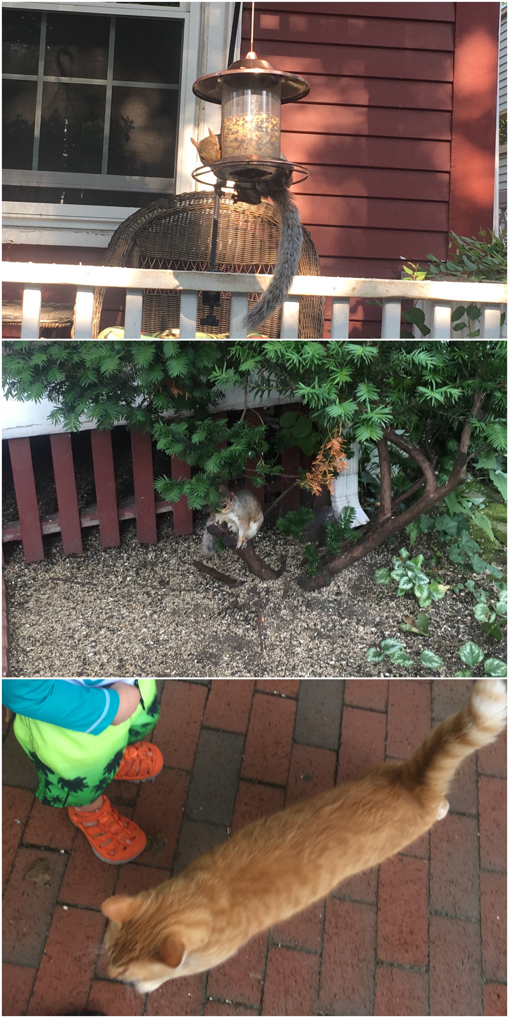 All the animals are out this morning!