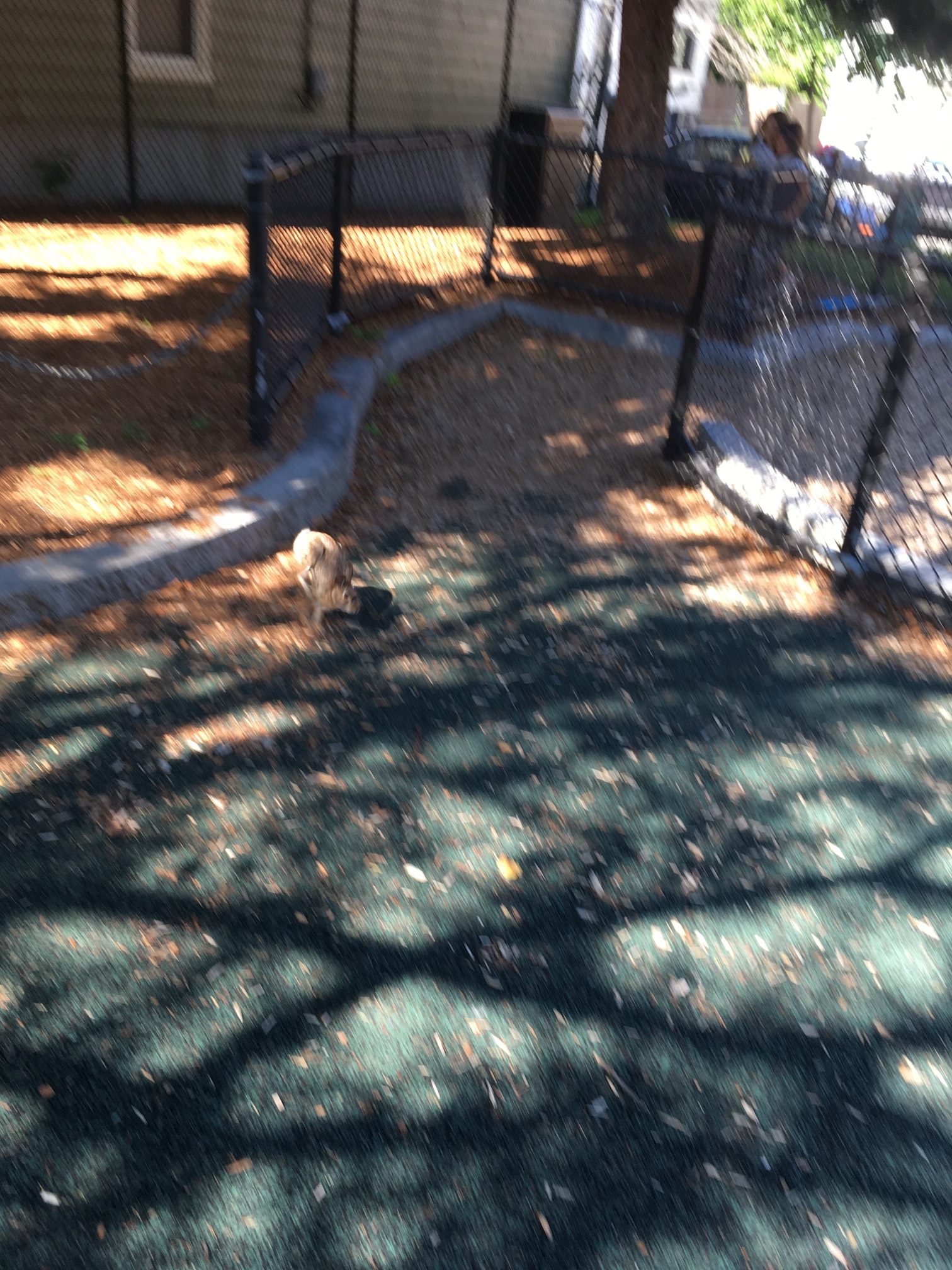 This poor rabbit got found by all the kids at this potluck.