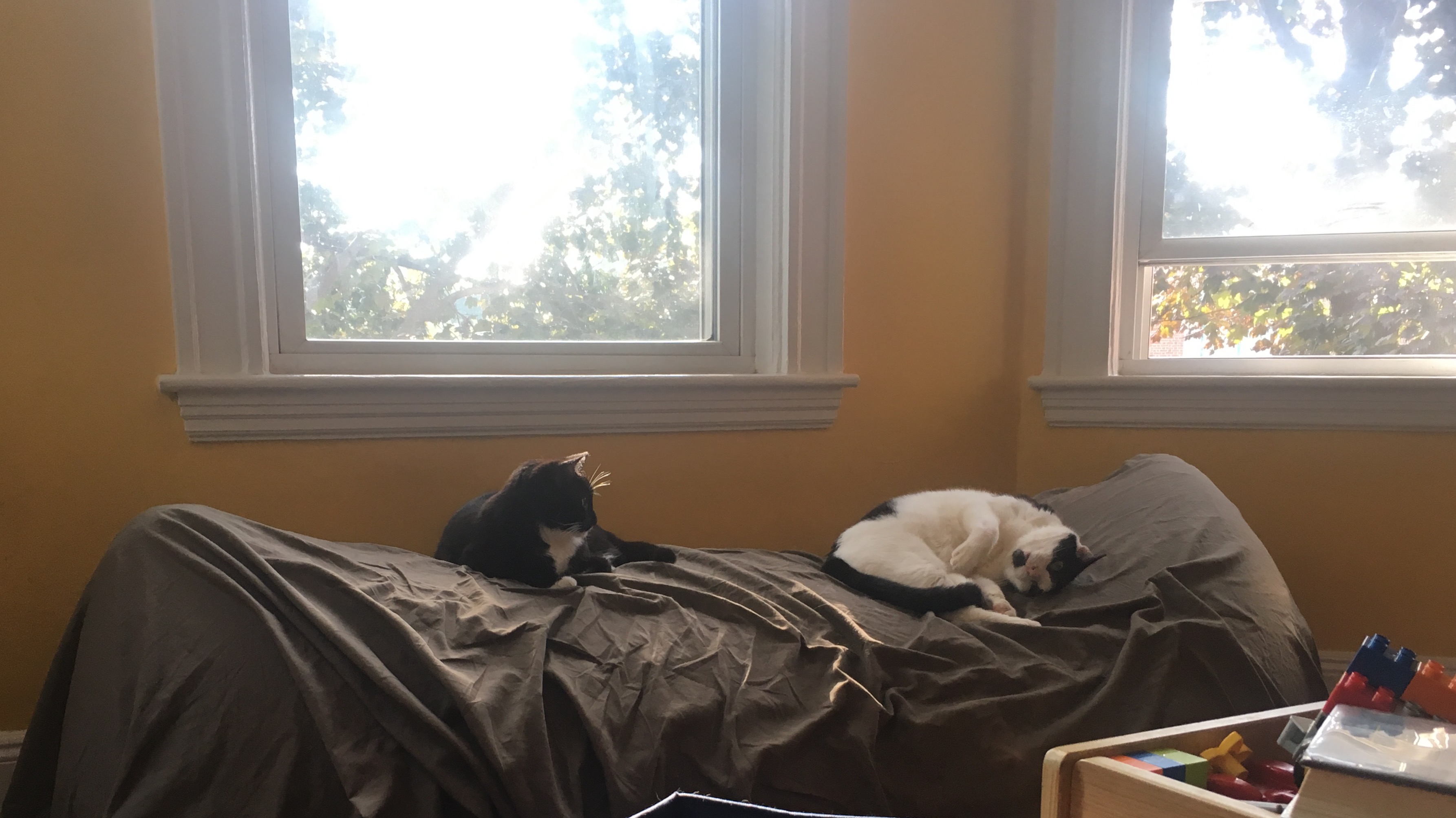 Morning on Cat Mountain