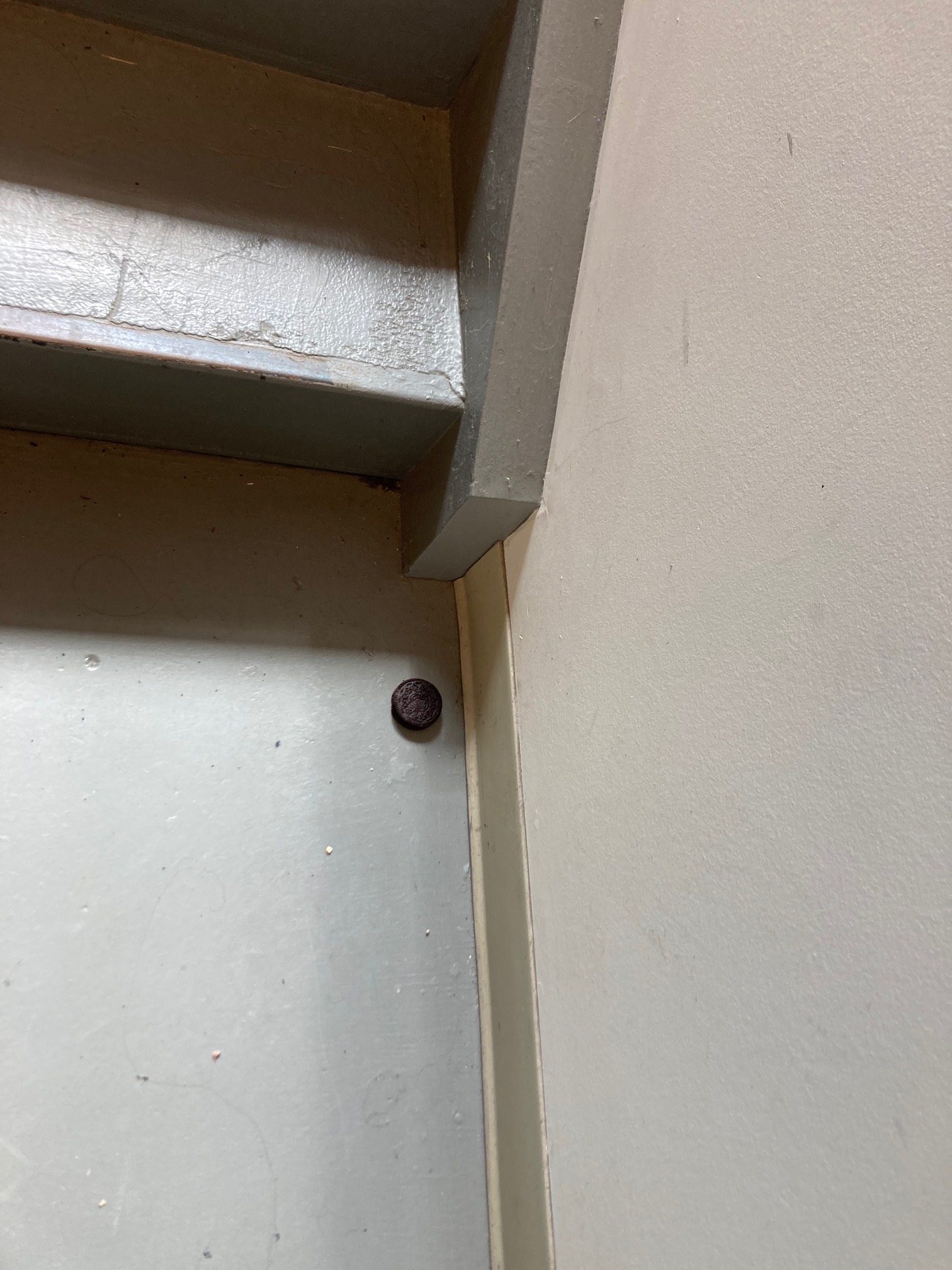 Oreo on floor near stairs