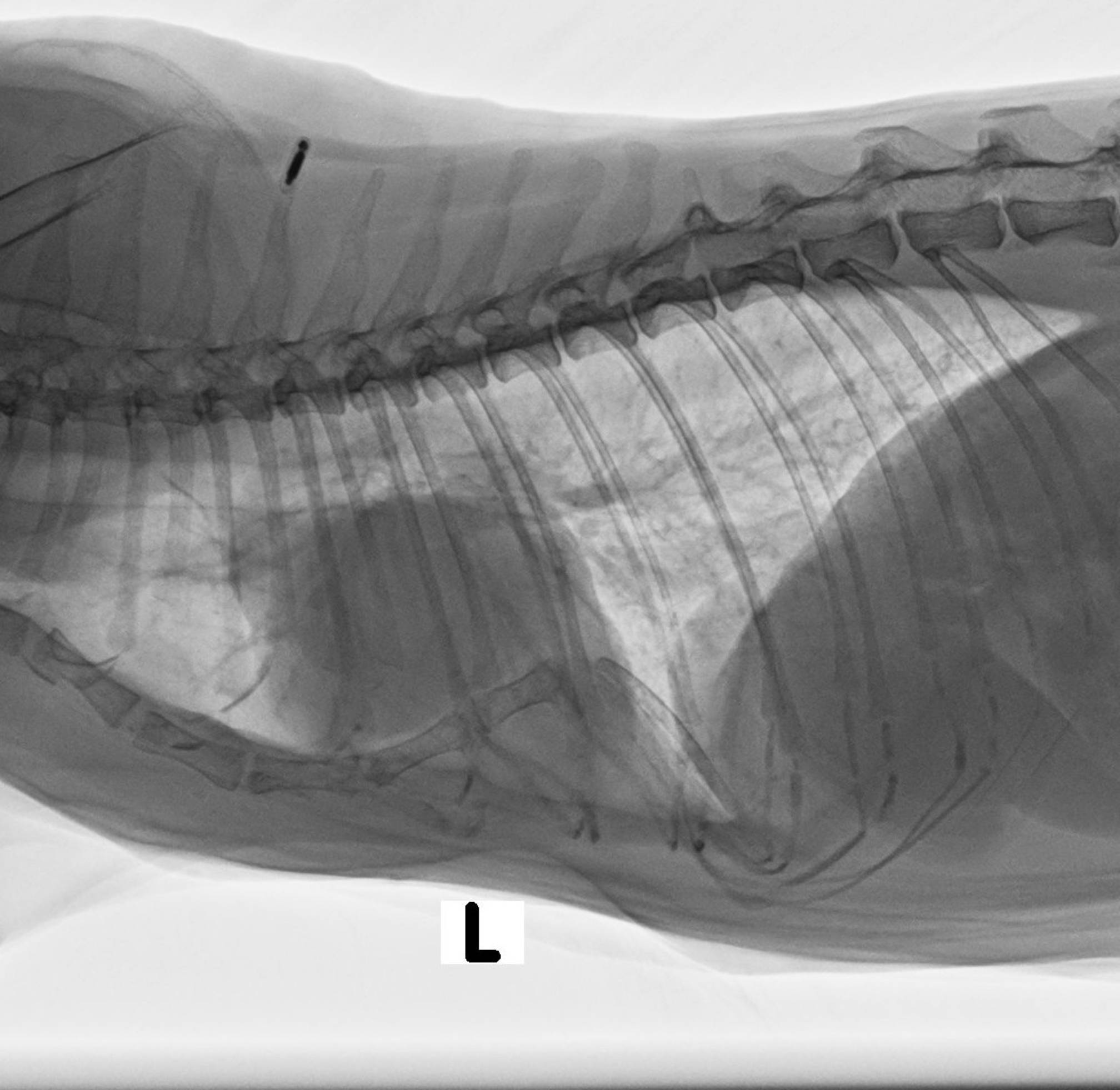 Here it is: Bonus Cat's weird rib concavity.
