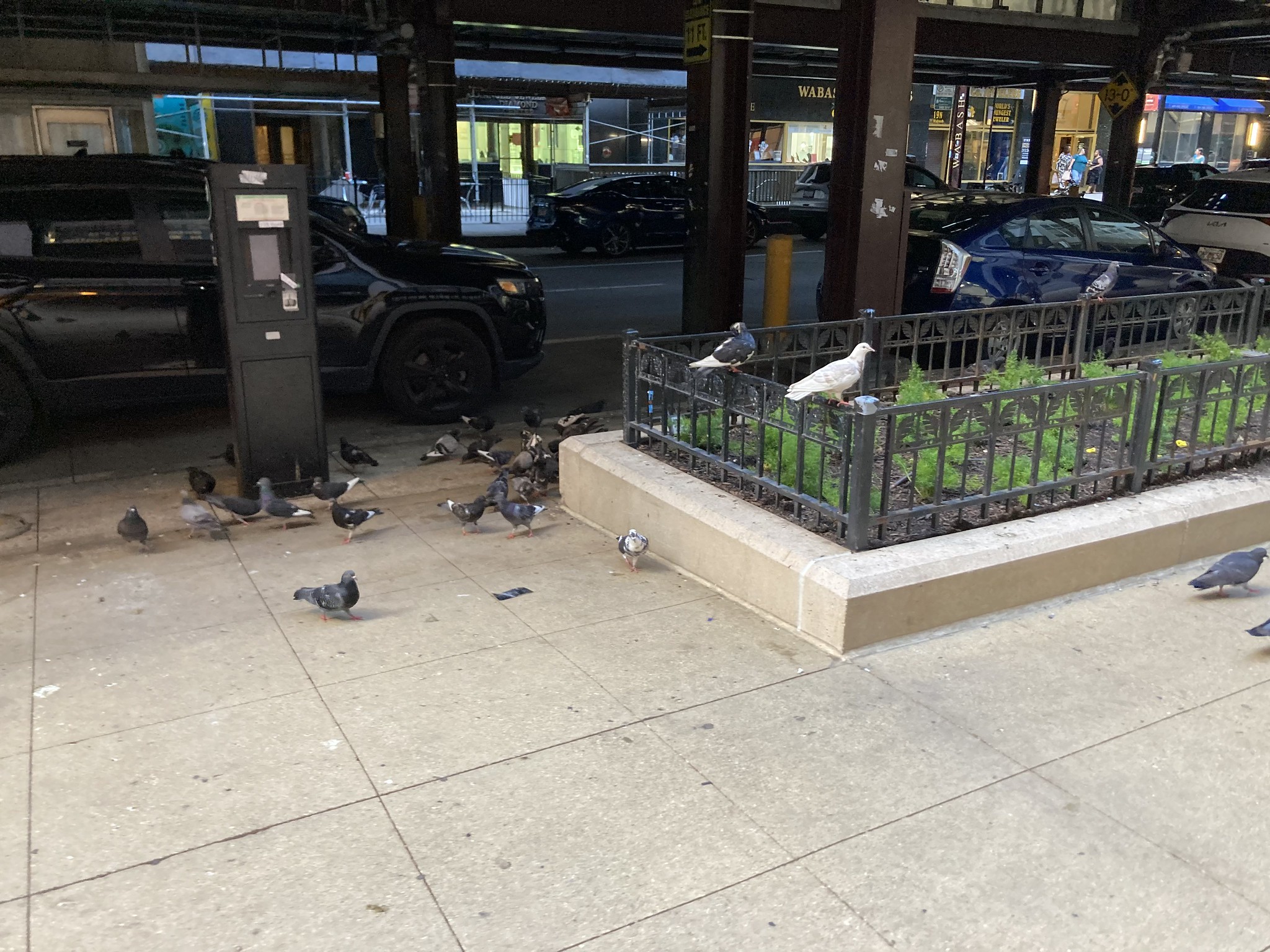 Blue and black pigeon, white pigeon