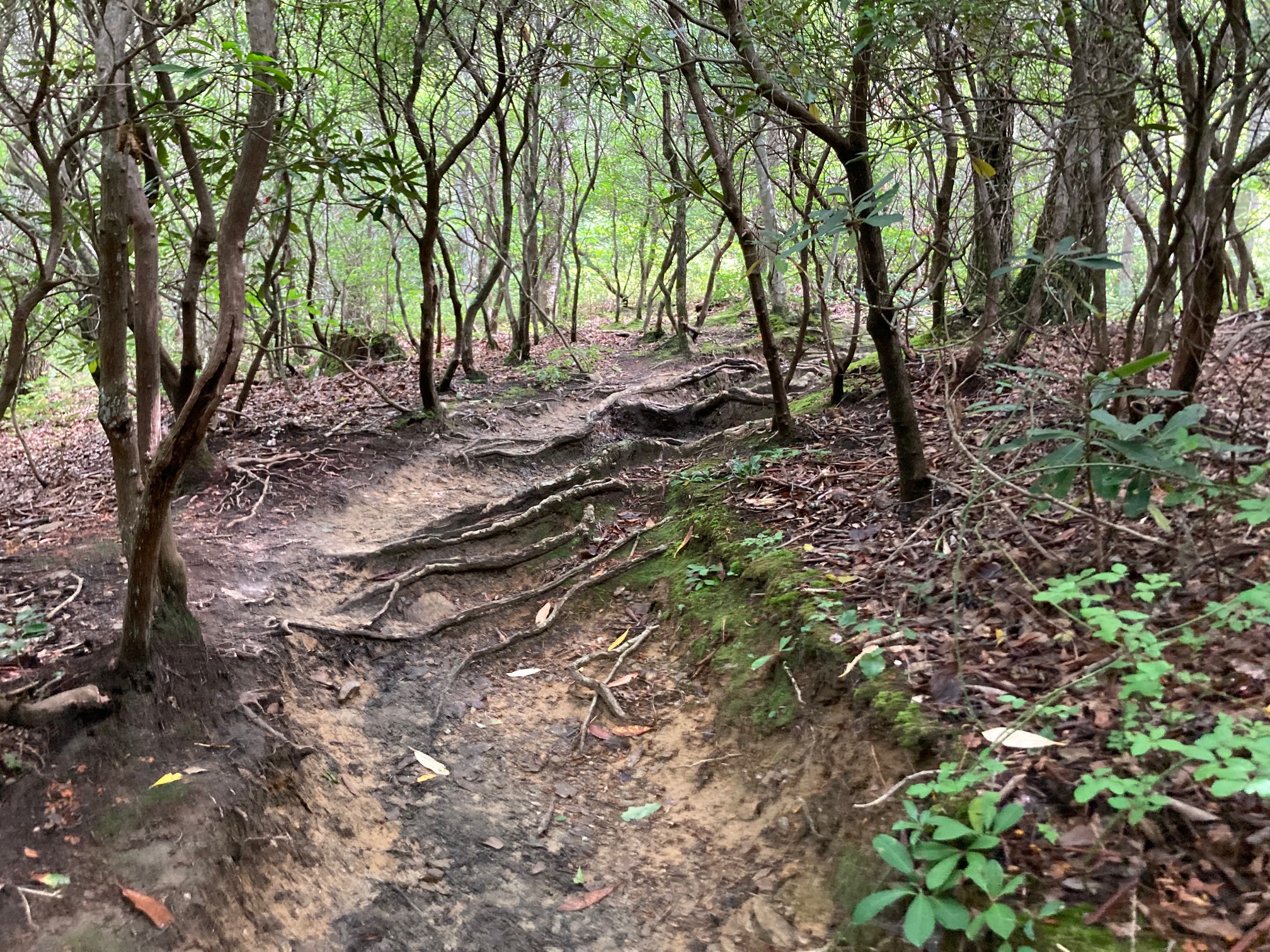 I’m a fan of these shady tree tunnel trails.