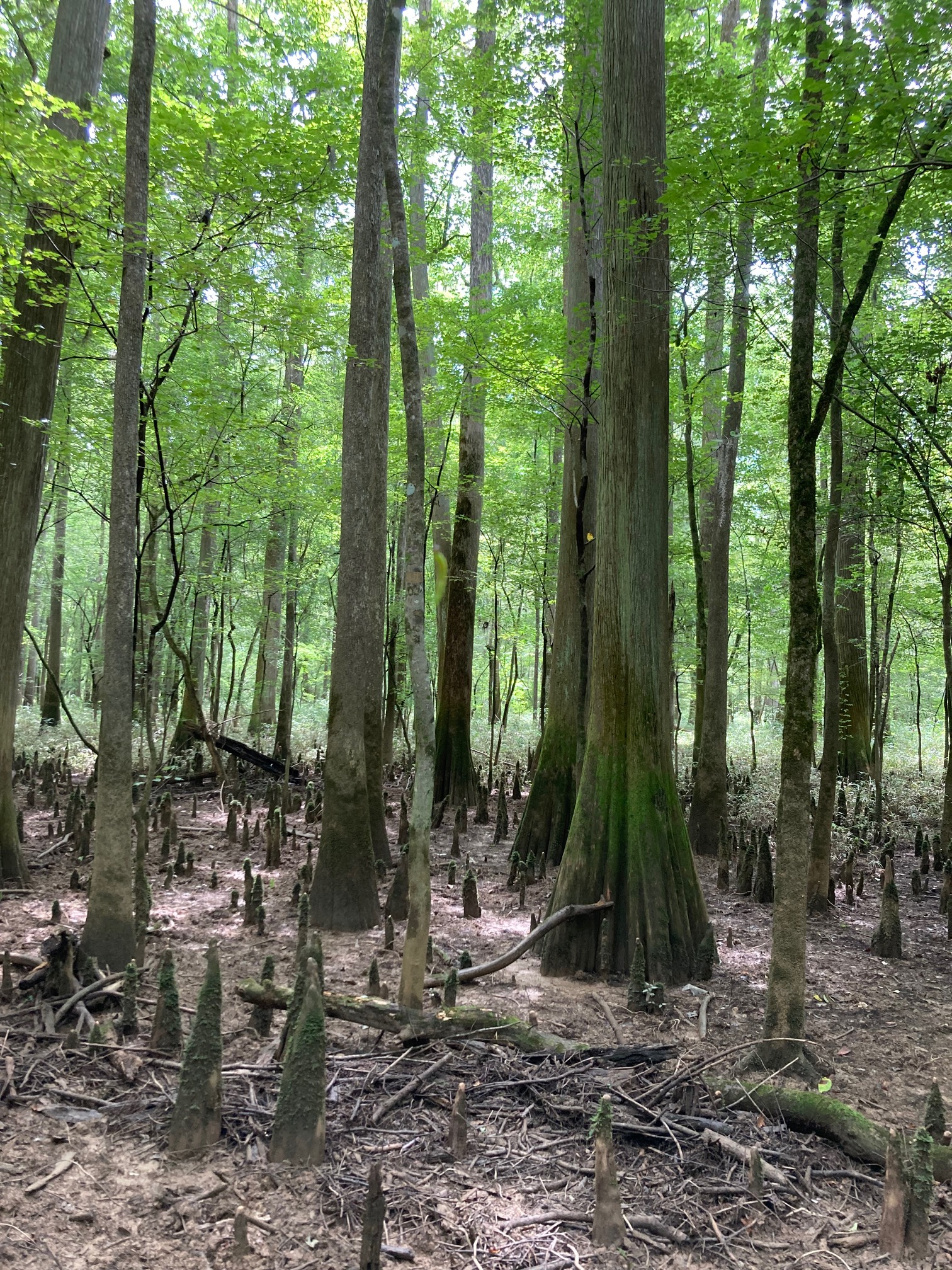 Nature’s Mortal Kombat spike pit