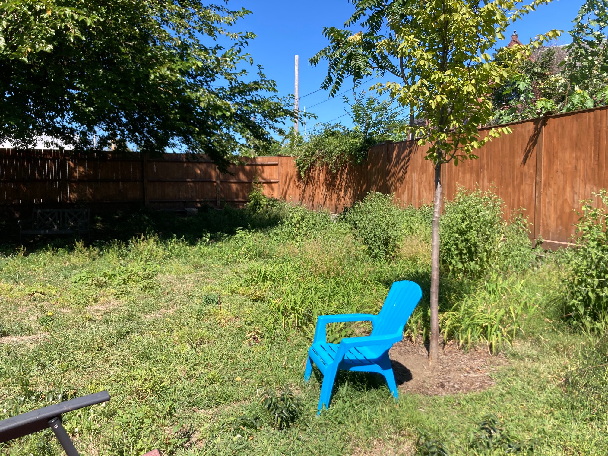 Backyard with trees and blue chair