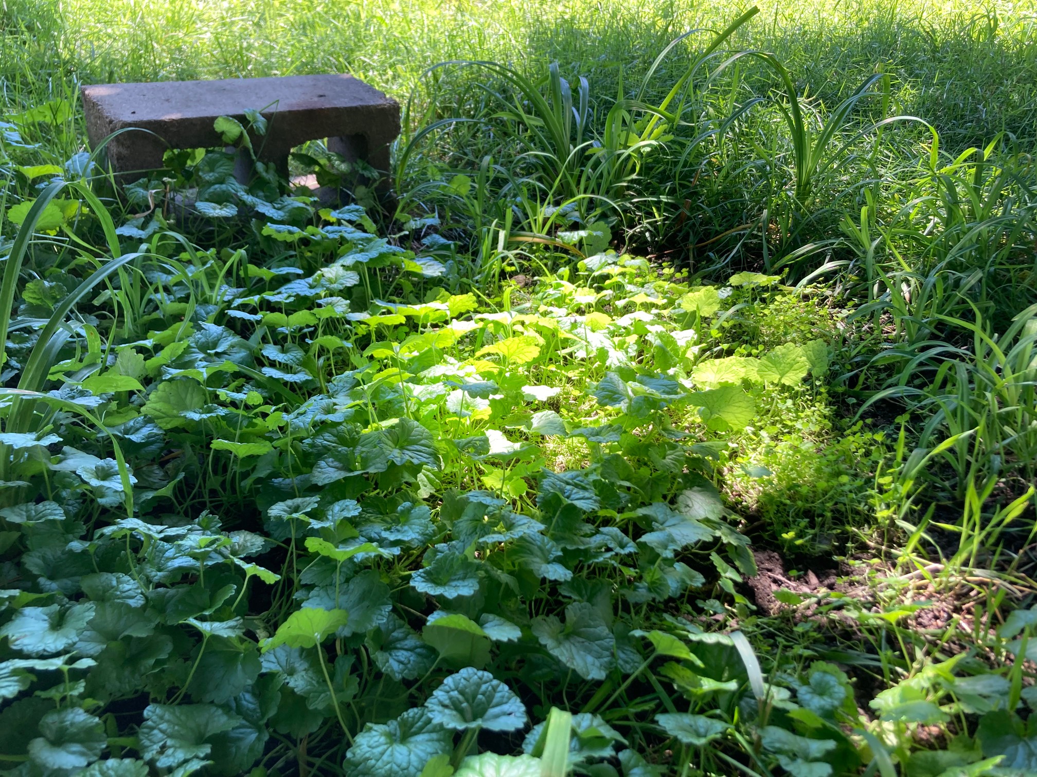 An extremely Pikmin spot.