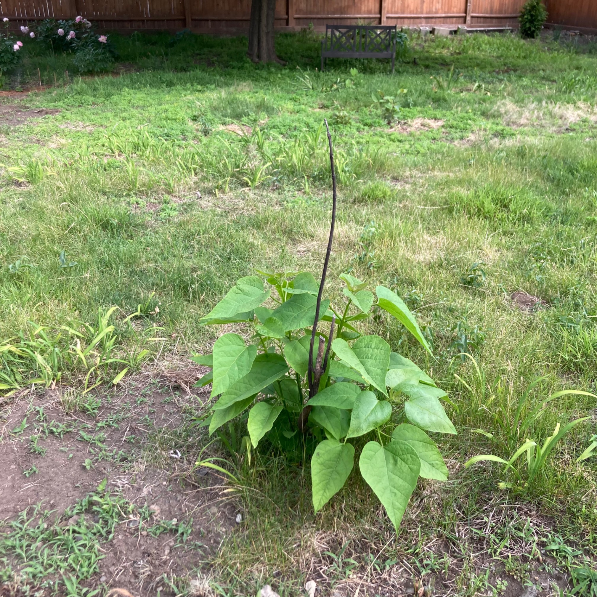 Catalpa plant with green stems and leaves and dead stick