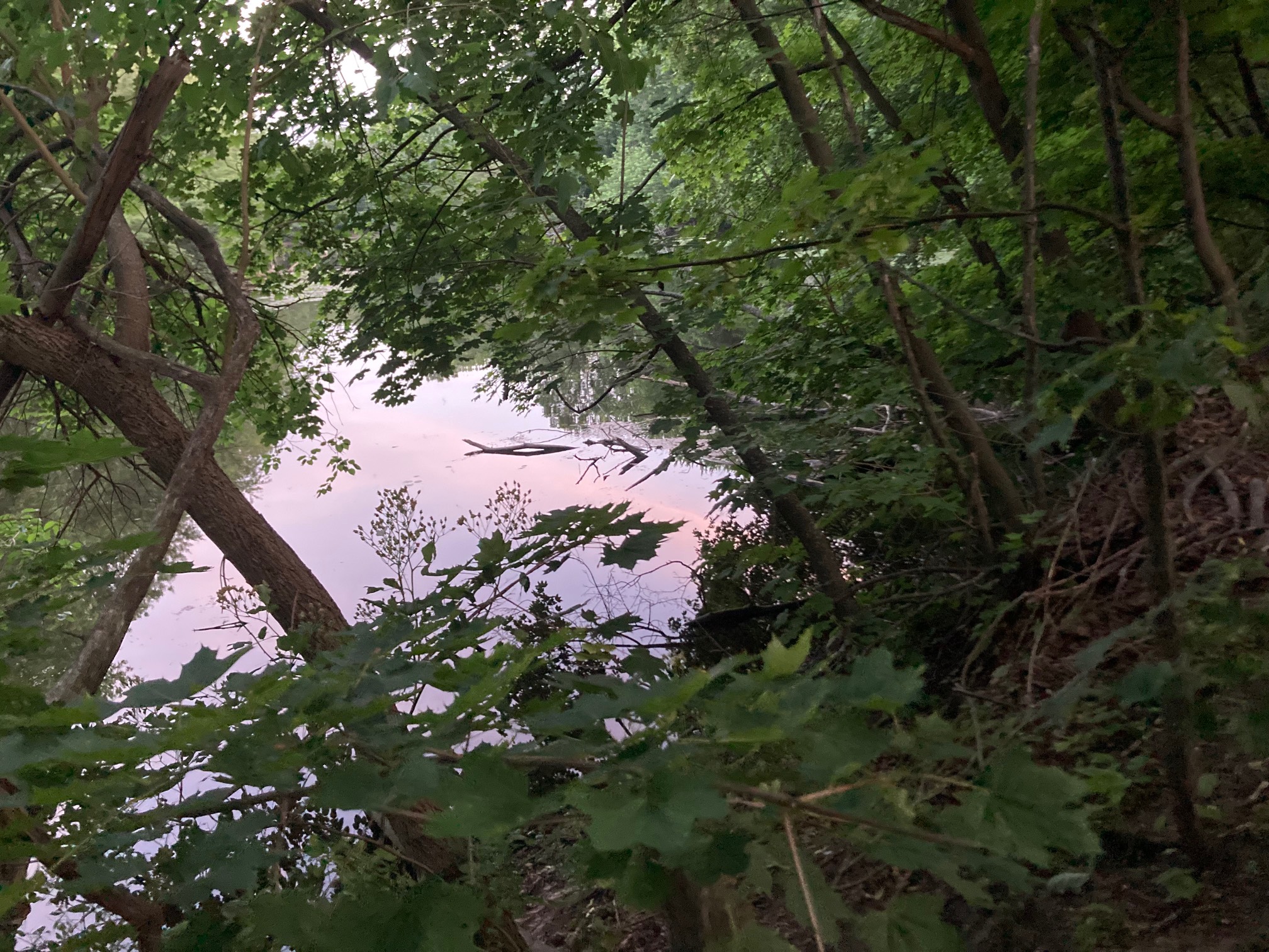 River reflecting pink sky