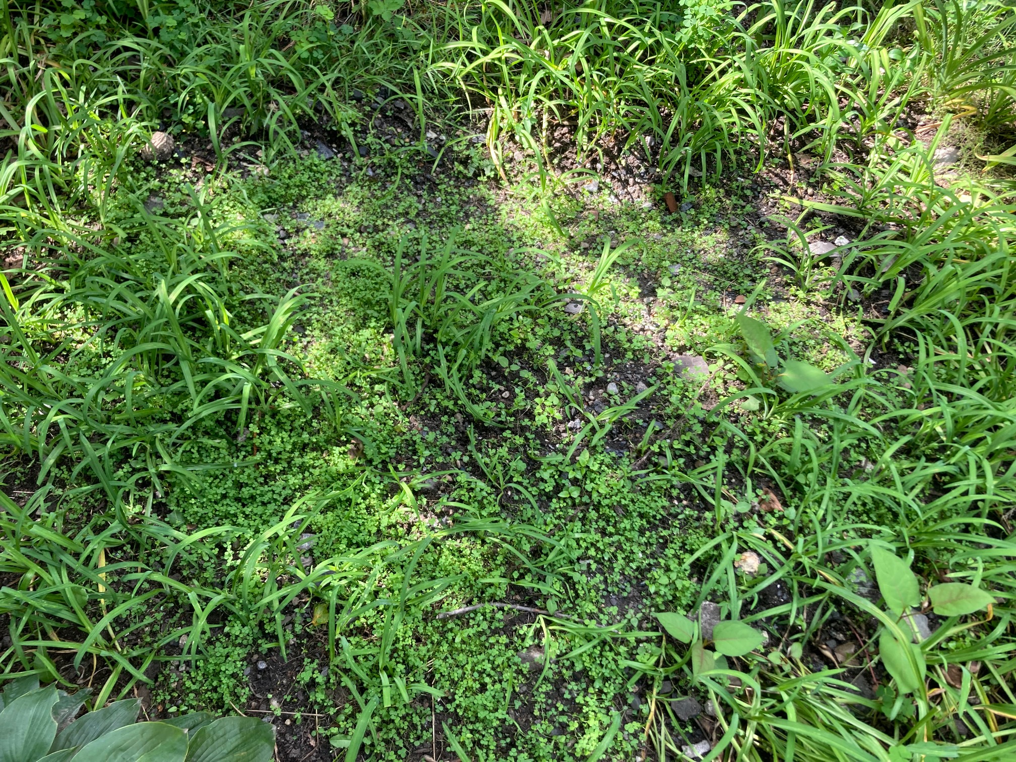 Clover’s doing OK in the former Crushhenge sites.