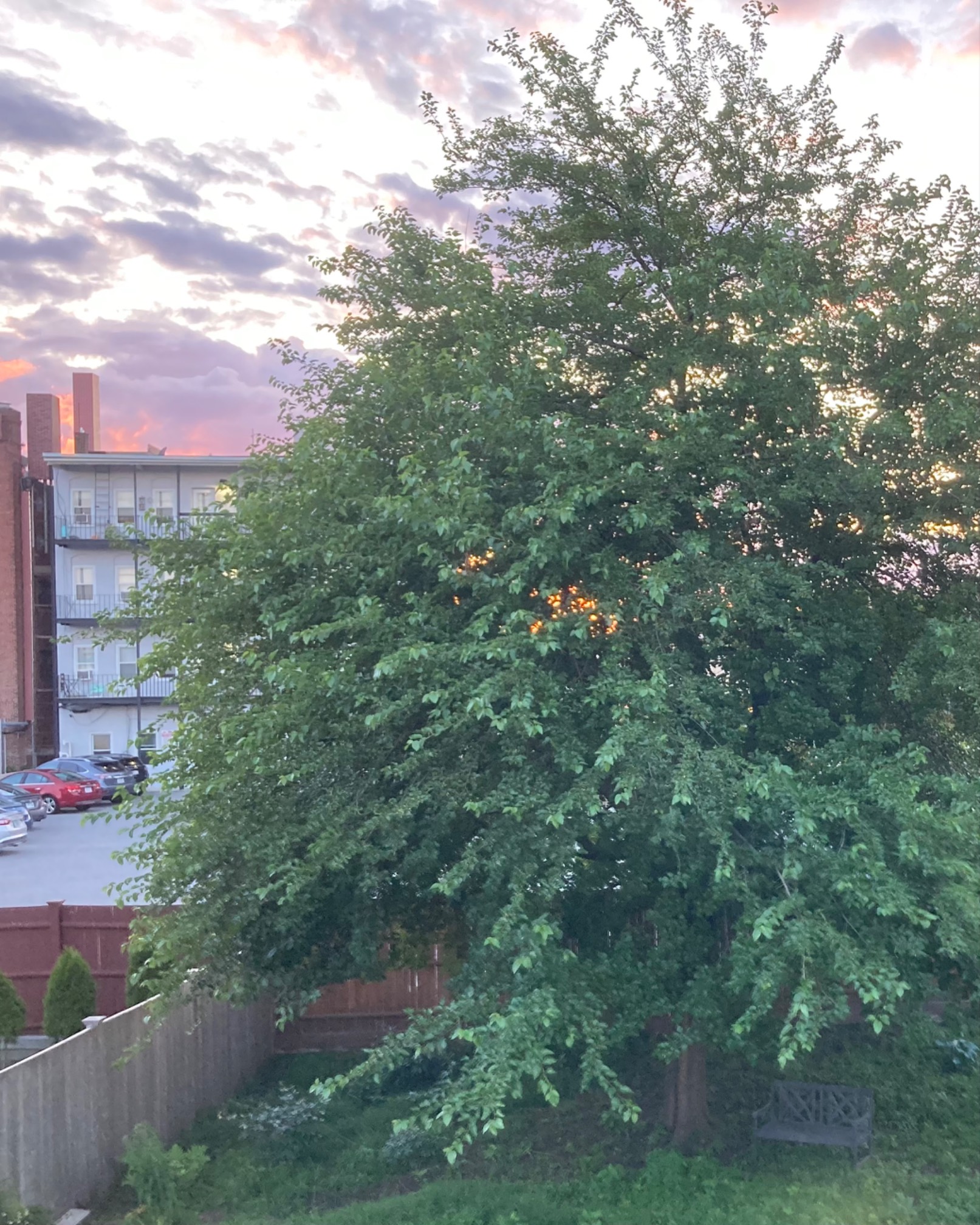 Tree at dusk with sunlight coming through gaps in the branches