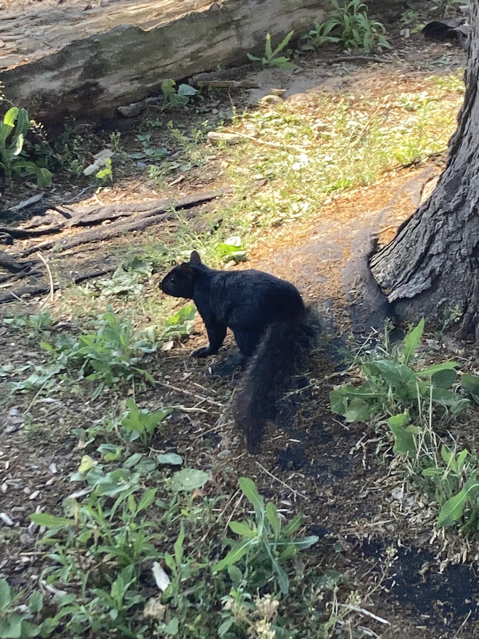 Black squirrel