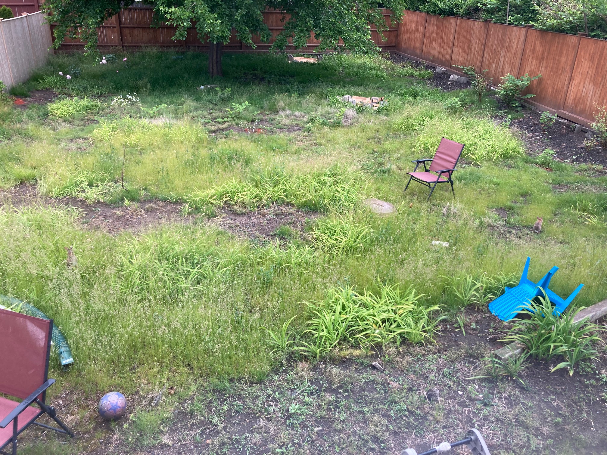 There’s at least three rabbits in our chaos yard right now. I think only two show up in the picture.