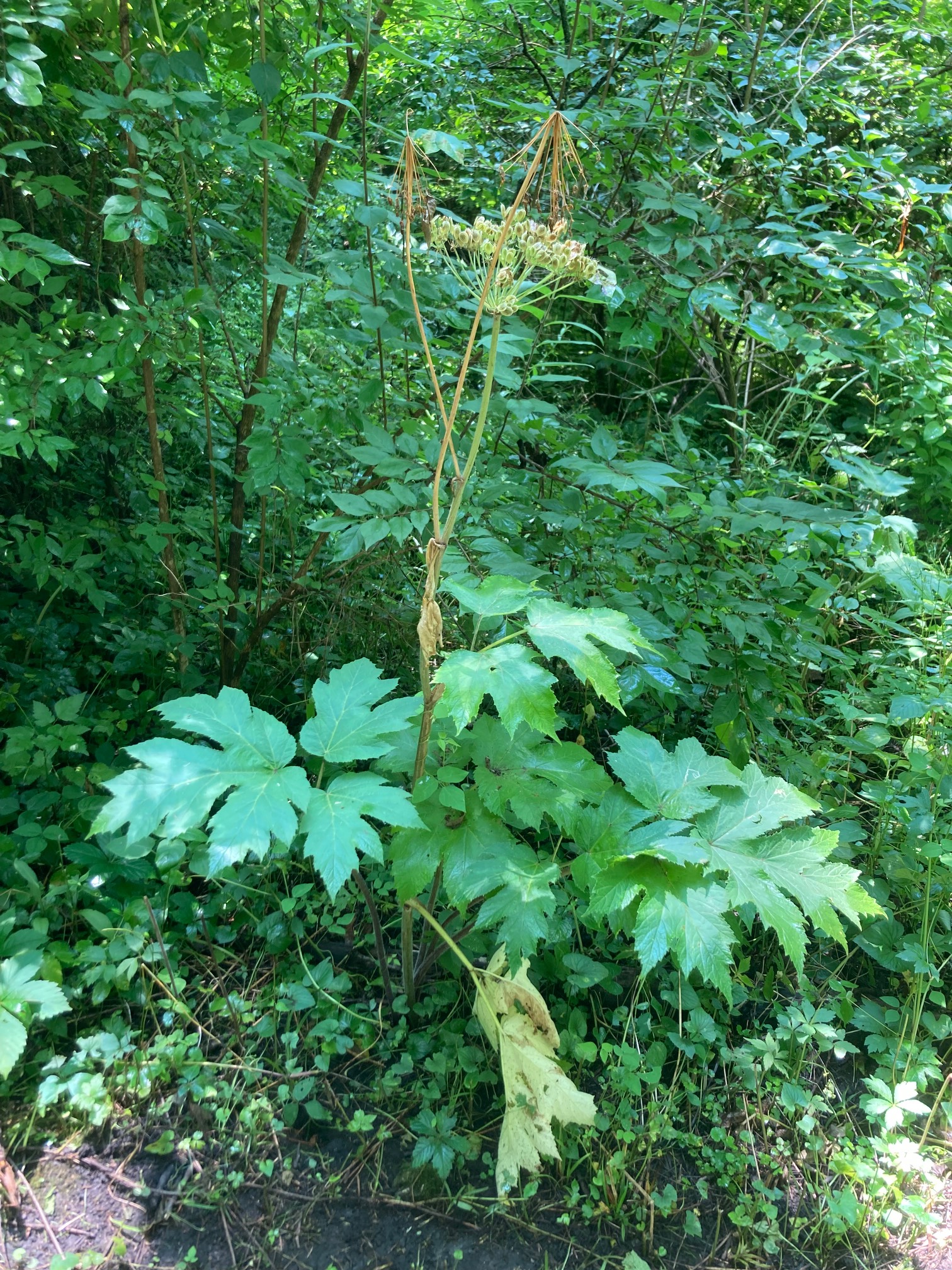 Plant with leaves, dead leaves, buds on stems, and dead stems