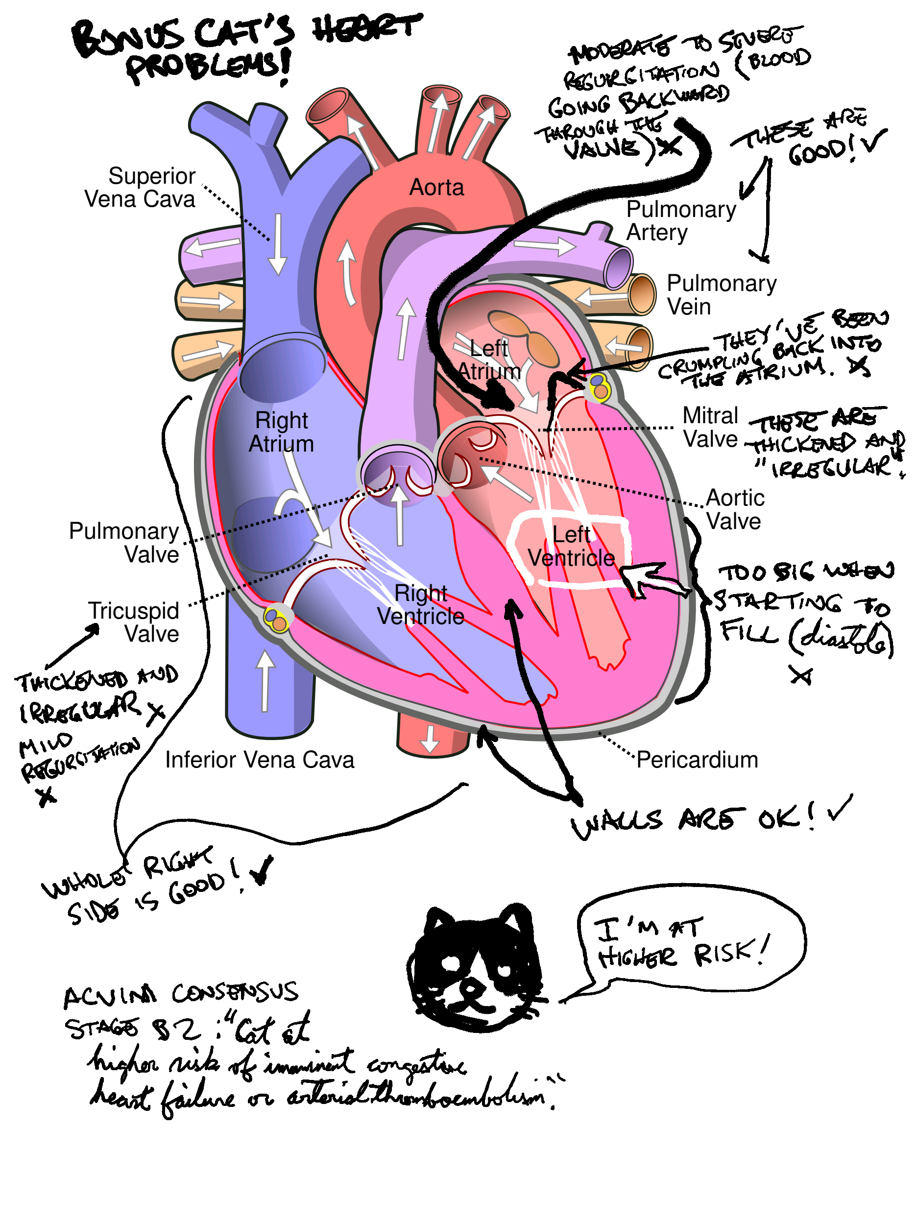 Bonus Cat’s diagnosis in diagram form.