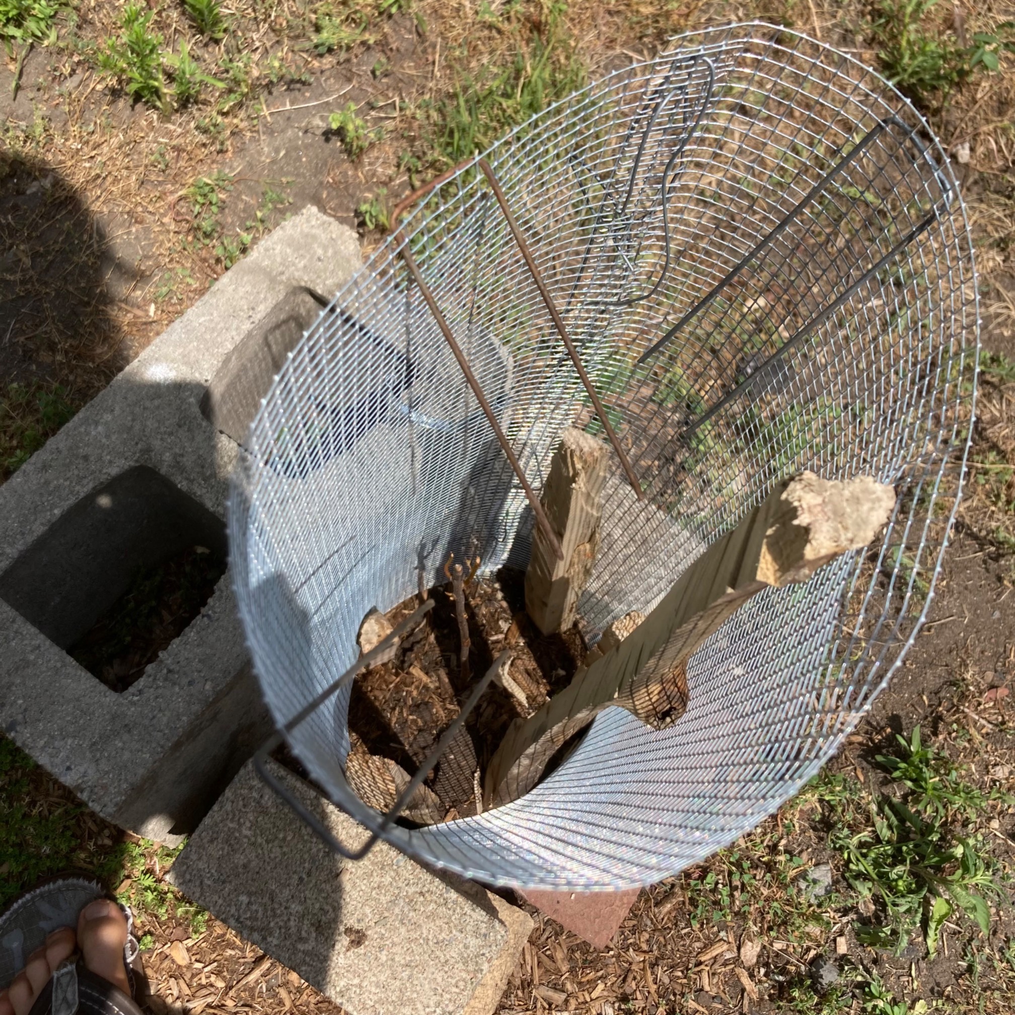 Due to two attacks from the groundhog that left it with no leaves, the plum tree (the tiny twig in the middle) now lives in an oppressive security state. 
