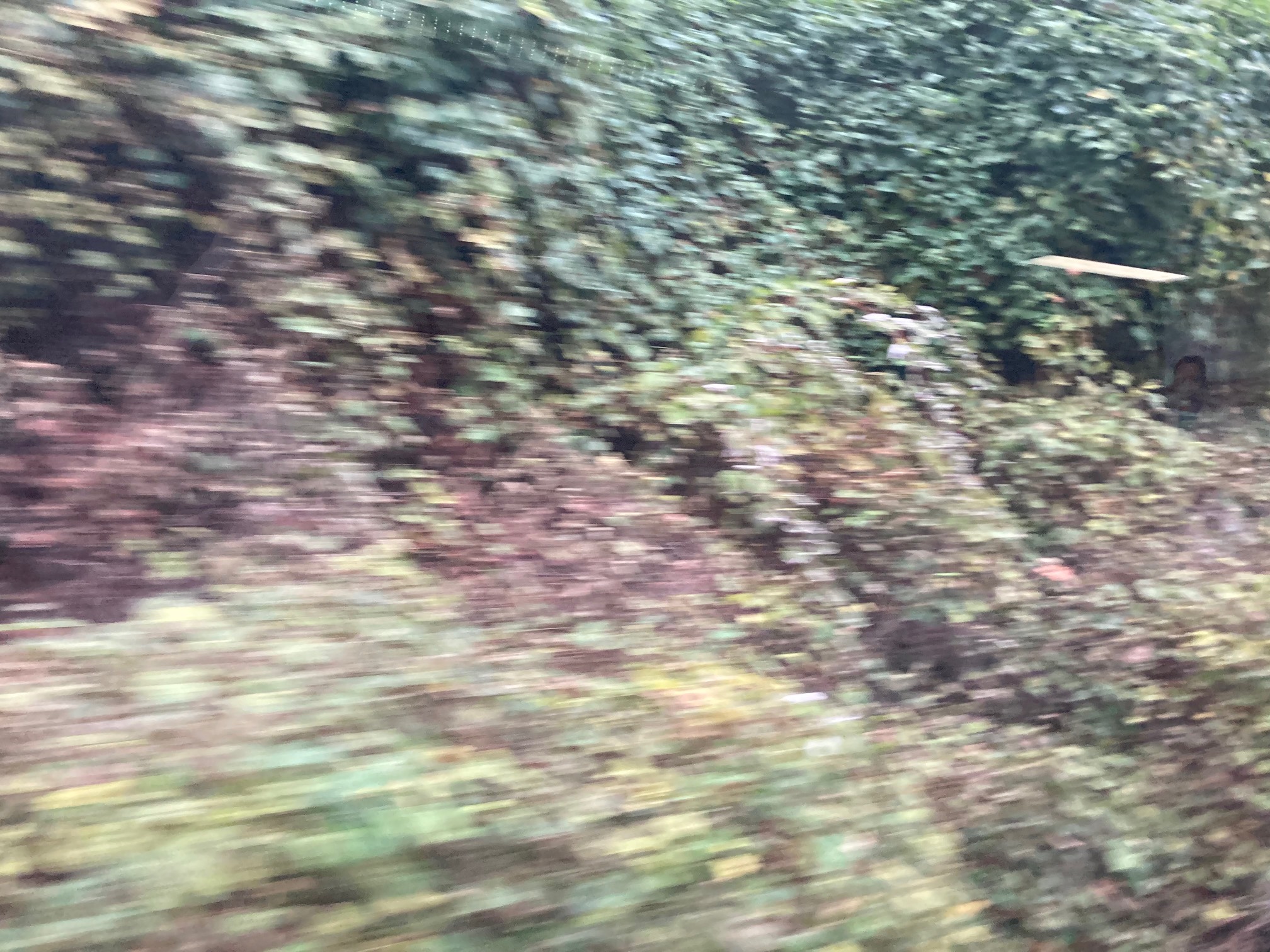 Vines growing over trees