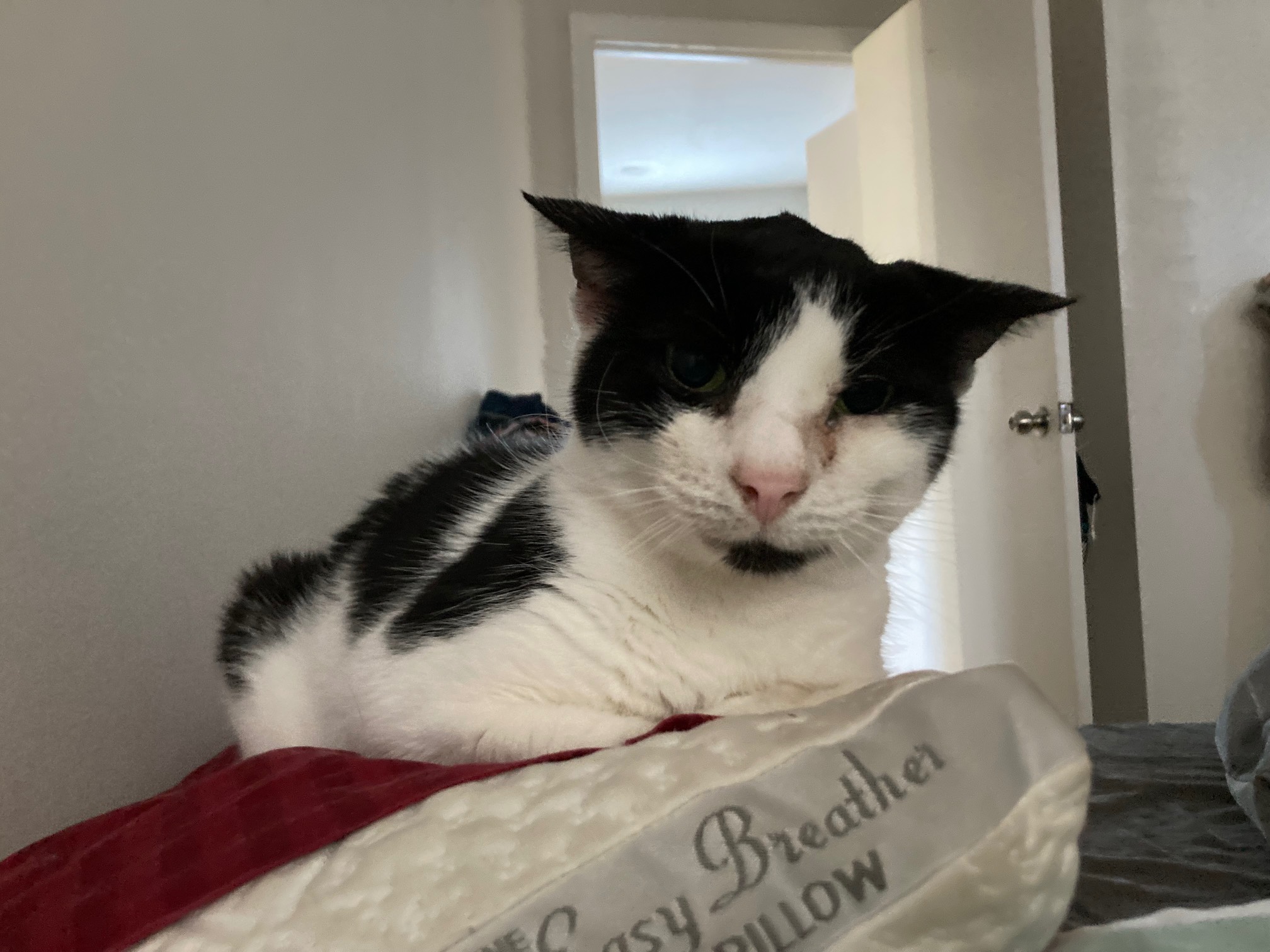 Bonus Cat with ears down